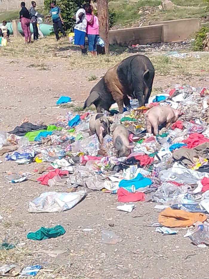 Pigs forage in a large pile of trash strewn across the ground. The waste includes plastic bags, fabric, and containers. There is an adult pig with a dark back and tan front, and three smaller pigs. In the background, several people stand on a grassy area. A concrete structure is also visible in the distance behind a utility pole.
