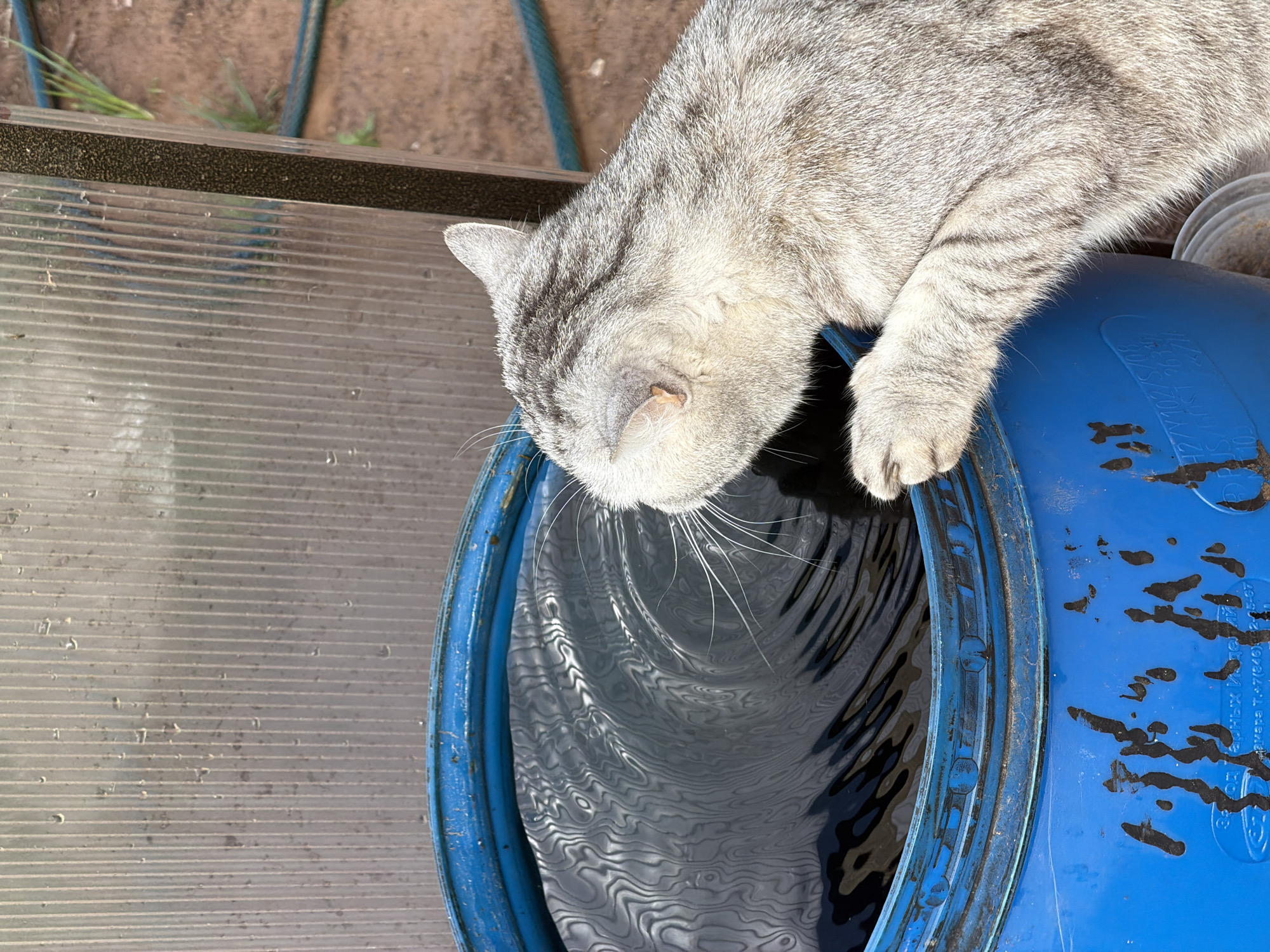 An overhead shot captures a silver tabby cat drinking water from a large, weathered blue plastic barrel. The cat, exhibiting a light gray coat with distinct dark gray stripes, has its head lowered, its snout barely touching the rippled surface of the dark water. Its long white whiskers are clearly visible. The blue barrel shows considerable wear, with dark, irregular splatters on its exterior. To the left, a translucent, corrugated plastic sheet extends across the frame, likely belonging to a greenhouse or similar outdoor structure. A patch of bare earth and a segment of a garden hose are visible in the background. The scene is brightly lit by natural daylight, indicating an outdoor, sunny environment such as a garden or yard. Faint, partially decipherable Cyrillic text and numerical markings are visible on the upper right side of the barrel, including fragments resembling "ЛИТРЫ" (LITRY - Liters) and other industrial labels. The setting is Chaikovsky, Russia.