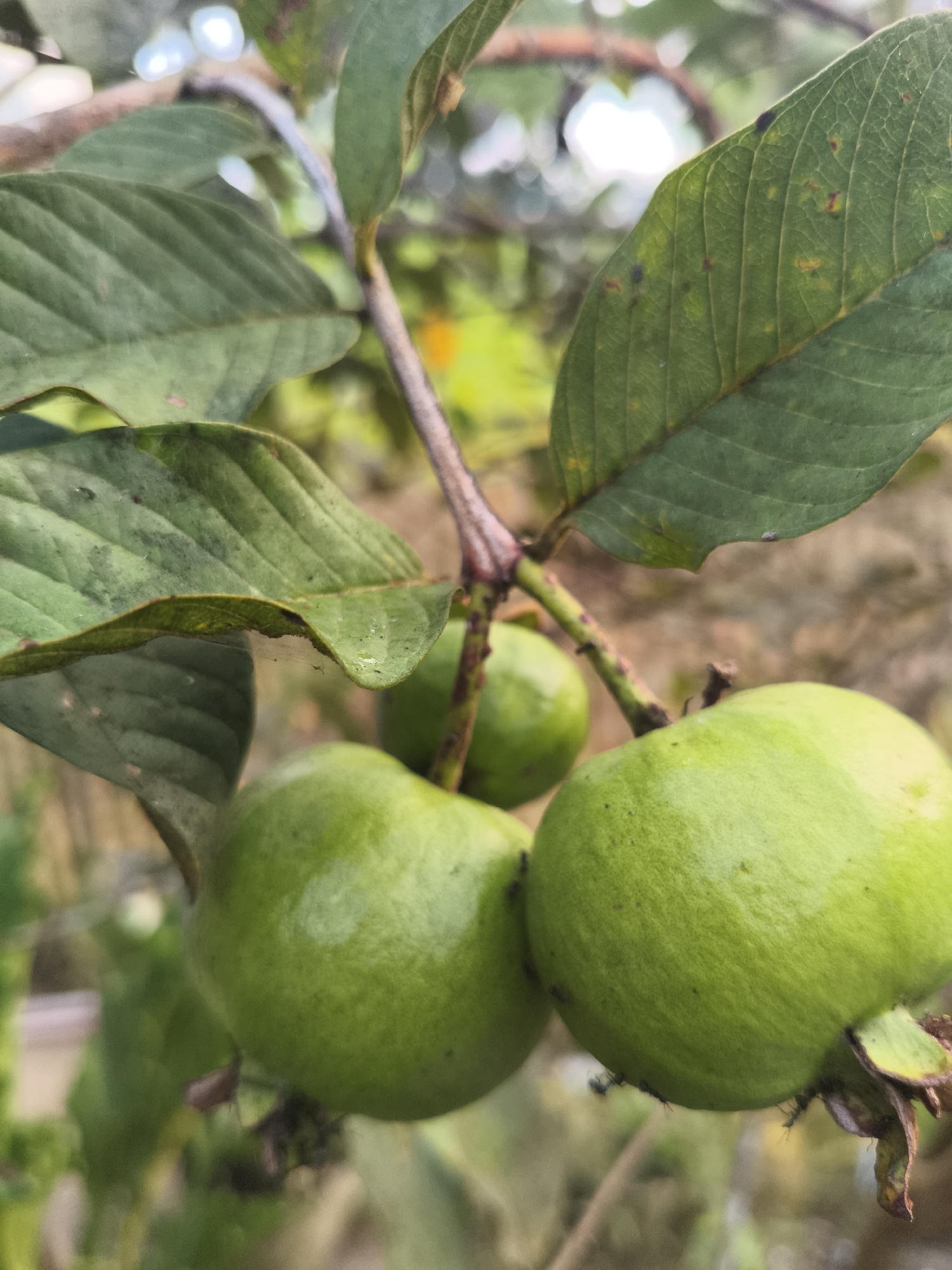 Three unripe green guavas are attached to a branch, surrounded by green leaves. One guava is in the foreground to the left, another is in the foreground to the right, and a third is visible behind them. The leaves are dark green and appear to have some imperfections. The background is blurred and consists of out-of-focus green and brown foliage, suggesting an outdoor environment. The image appears to have been taken in Kembaran, Indonesia, focusing on the guavas on the tree.