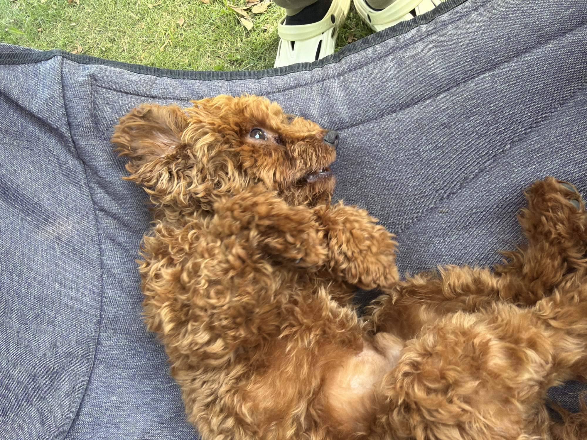 A small, fluffy, light brown dog with curly fur lies on its back on a grey fabric surface, possibly a blanket or cushion. The dog's belly is exposed, revealing lighter fur. Its head is turned to the right, with one eye visible, looking towards the camera. A person's feet, wearing light-colored clogs and dark socks, are visible on the right edge of the image. The grey fabric surface appears to be outdoors, with green grass and scattered brown leaves visible in the background. The scene is brightly lit, suggesting it is daytime.