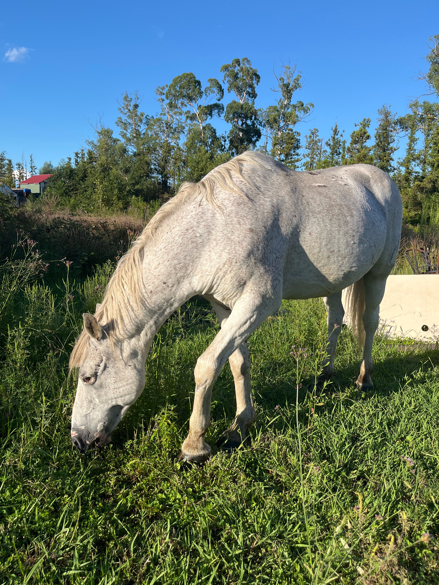 An adult, dappled grey horse grazes in a grassy field under a clear blue sky, with a line of trees and a building visible in the background. The horse is positioned in the center of the frame, with its head lowered to the ground as it eats. The sun illuminates the horse's coat and the lush green grass. The background features a dense line of trees with tall, slender trunks, and a small building with a red roof can be seen to the left of the trees. The overall scene suggests a rural or semi-rural environment, consistent with locations in Ureki, Georgia, known for its natural beauty and agricultural land.
