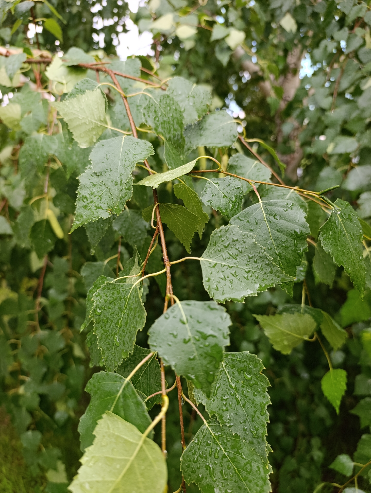 The image shows a close-up of wet green birch leaves after a rain shower, with several branches and more leaves in the background. The leaves are a vibrant green, and many have small water droplets clinging to their surfaces, indicating recent rainfall. The branches are thin and brown, with some small, elongated seed structures visible on one. The background is filled with more out-of-focus green leaves and hints of white light, possibly from the sky filtering through the canopy. The overall impression is one of a lush, natural setting, likely a forest or park in Russia, given the location context of Ivanovka. The lighting suggests it could be daytime, possibly overcast due to the wetness of the leaves. There is no visible text in the image. The scene evokes a sense of freshness and the aftermath of a natural cleansing by rain.