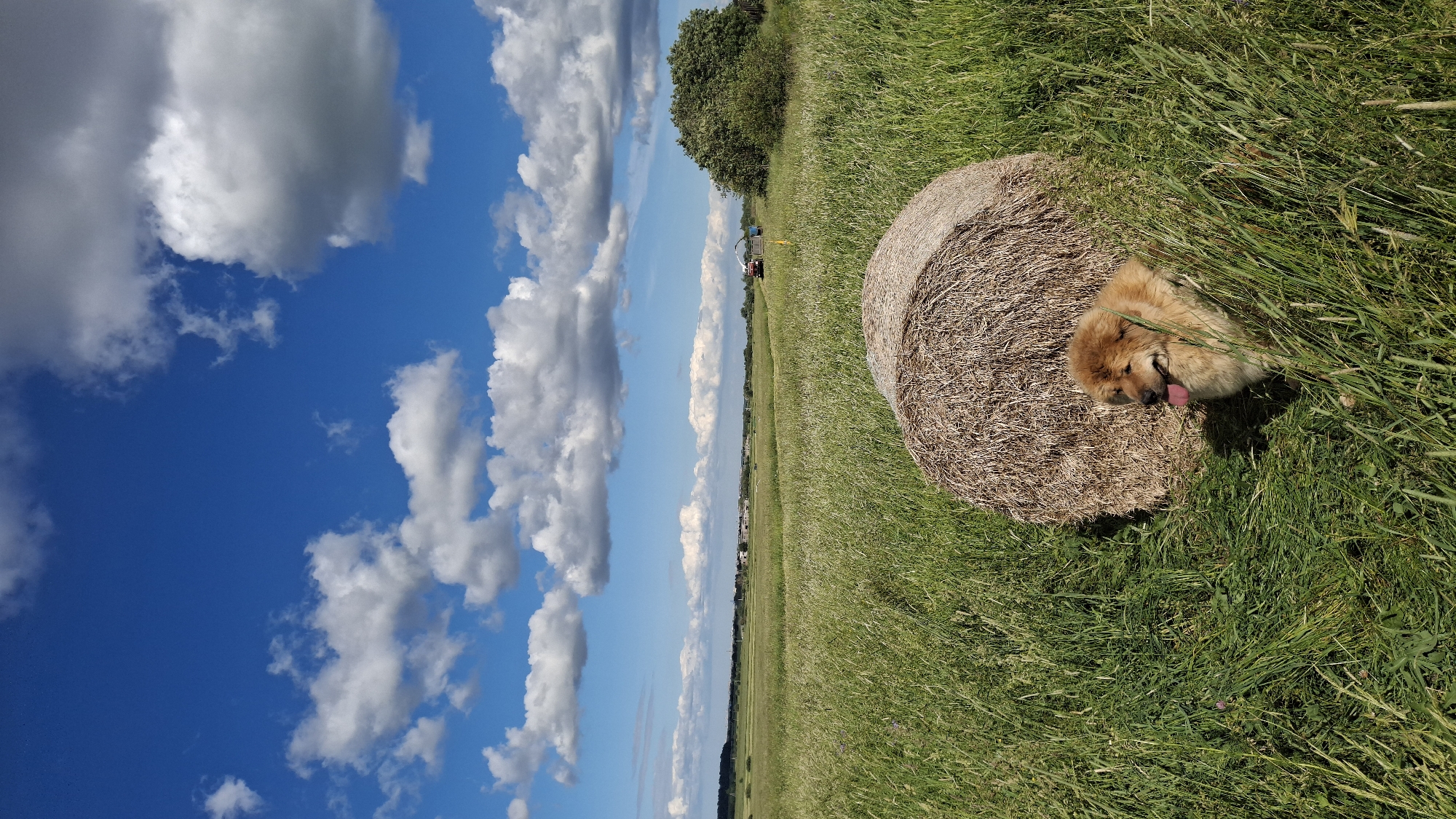 The image shows a fluffy, light-brown dog resting next to a round hay bale in a grassy field. The dog is lying on its side with its tongue hanging out, appearing relaxed and happy. The hay bale is large and appears to be made of dry straw, typical of agricultural settings. The field is covered in lush green grass, with some taller stalks and wildflowers interspersed.
In the background, a line of trees marks the horizon, and further in the distance, a wide expanse of a cultivated field stretches out under a bright blue sky dotted with fluffy white clouds. A small red tractor and trailer are visible in the middle distance, suggesting agricultural activity. The overall scene depicts a peaceful rural landscape.
The lighting suggests it is daytime, likely sunny with good visibility. The clear blue sky and white clouds indicate fair weather. The presence of a hay bale and agricultural machinery points towards a rural or farming location. The dog's relaxed posture and open mouth with tongue out suggest a sense of contentment or being warm. There is no visible text in the image.