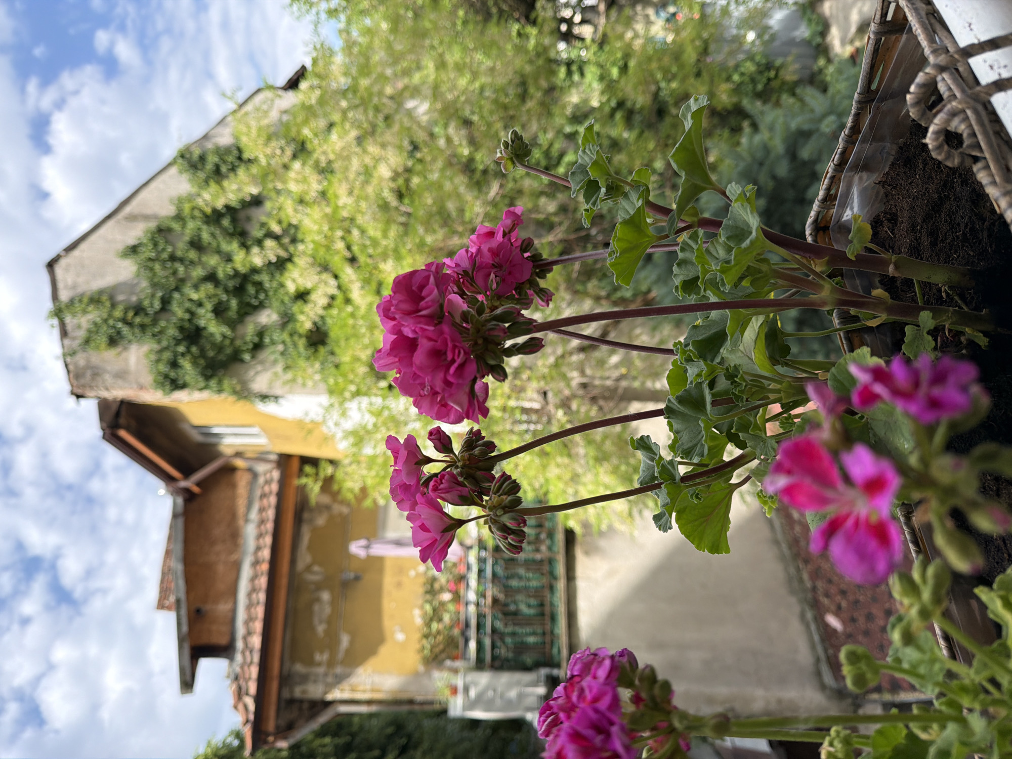 The image shows a close-up view of pink geraniums in a planter, likely on a balcony. The background includes buildings and greenery. The buildings appear to be in Sofia, Bulgaria based on architectural style. The sky is partly cloudy. There are no people visible. The foreground is focused on the geranium flowers and leaves.
