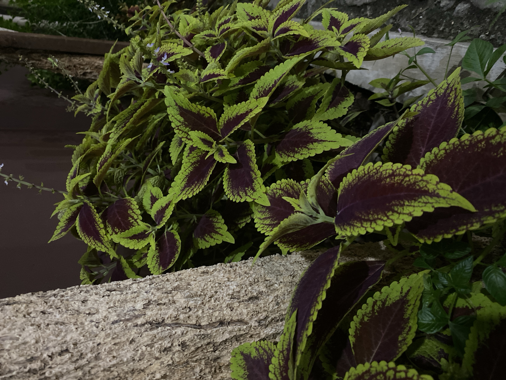 The image shows a close-up view of coleus plants with vibrant green and dark purple leaves, growing next to a textured tree trunk. The plants are lush and abundant, with some small, delicate purple flowers visible amongst the foliage. The background is dark, suggesting it might be evening or a shaded area. The scene is set in an outdoor environment, likely a garden or pathway. While the specific location in Tangerang, Indonesia is not visually discernible from the image alone, the context provided indicates this is the intended setting. There are no people or discernible actions in the frame.