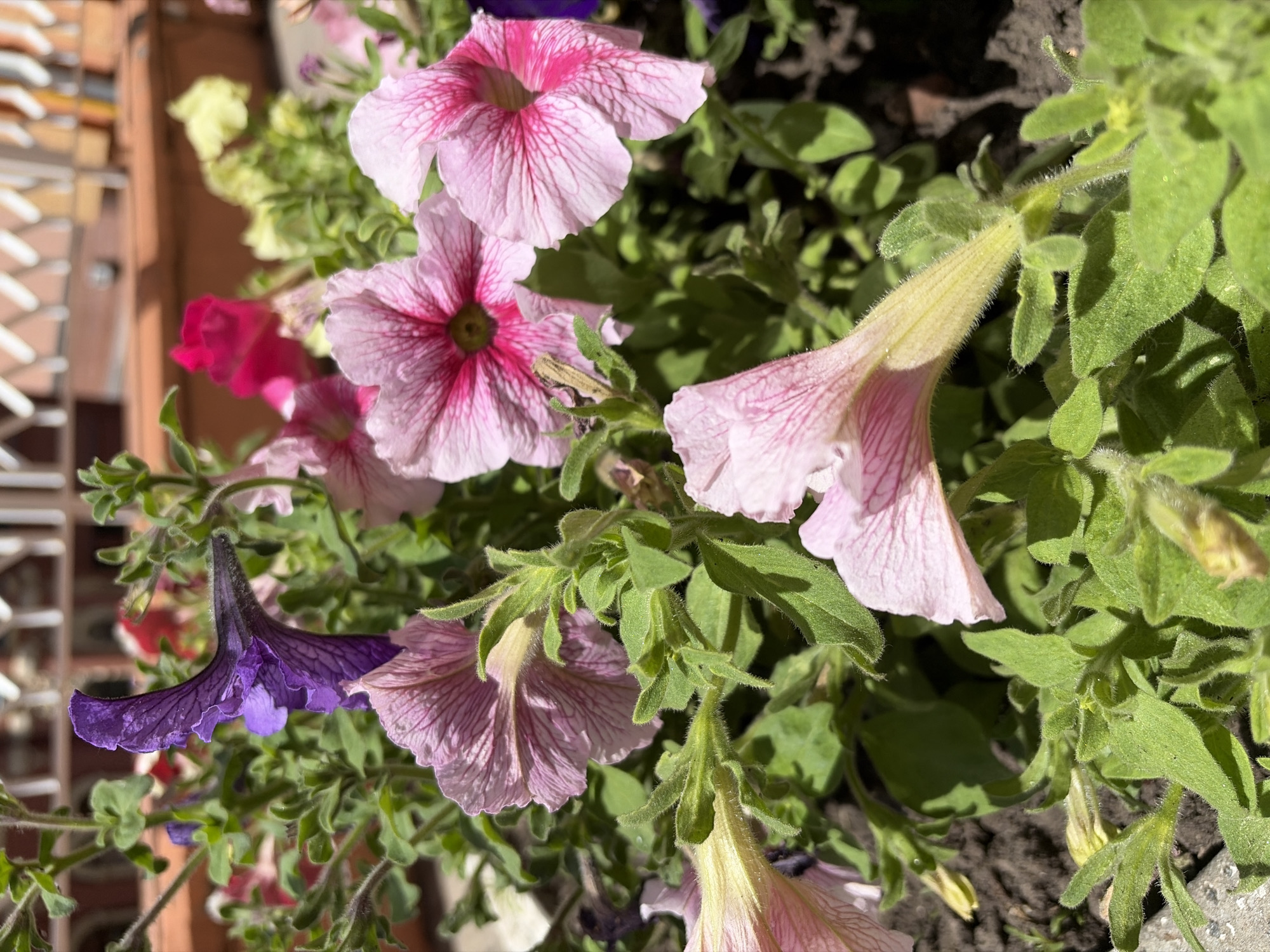 This is a close-up, eye-level, outdoor shot of a collection of petunia flowers in various shades of pink, purple, and yellow, with lush green foliage. The flowers are in different stages of bloom, with some fully open and others appearing as buds or partially unfurled. The petals of the pink petunias are delicate and veined with a deeper pink. One striking purple petunia stands out with its trumpet-like shape and ruffled edges. The background consists of dark soil and some out-of-focus elements, including what appears to be a light-colored brick or tiled wall on the left side of the frame. The lighting suggests it is daytime, with bright sunlight casting shadows and highlighting the textures of the leaves and petals. The overall mood is natural and serene, showcasing the beauty of a flowering plant. There is no visible text in the image. The location context is Dnipro, Ukraine.