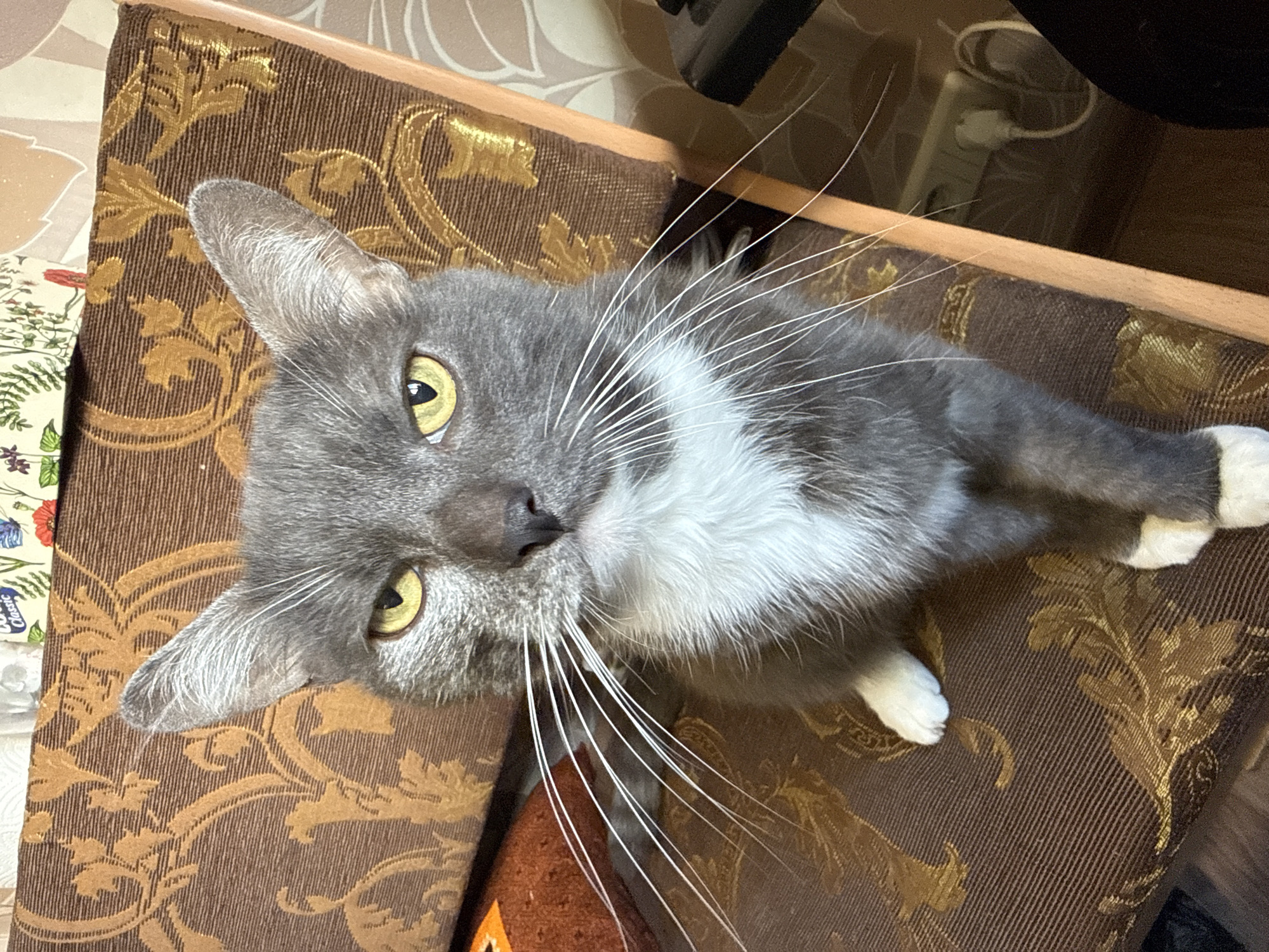 A gray and white cat with yellow eyes lies on a brown chair with a gold floral pattern. The cat's head is tilted towards the camera. The background includes a white power strip and a floral patterned object to the side of the chair. The location is not discernible from the image.