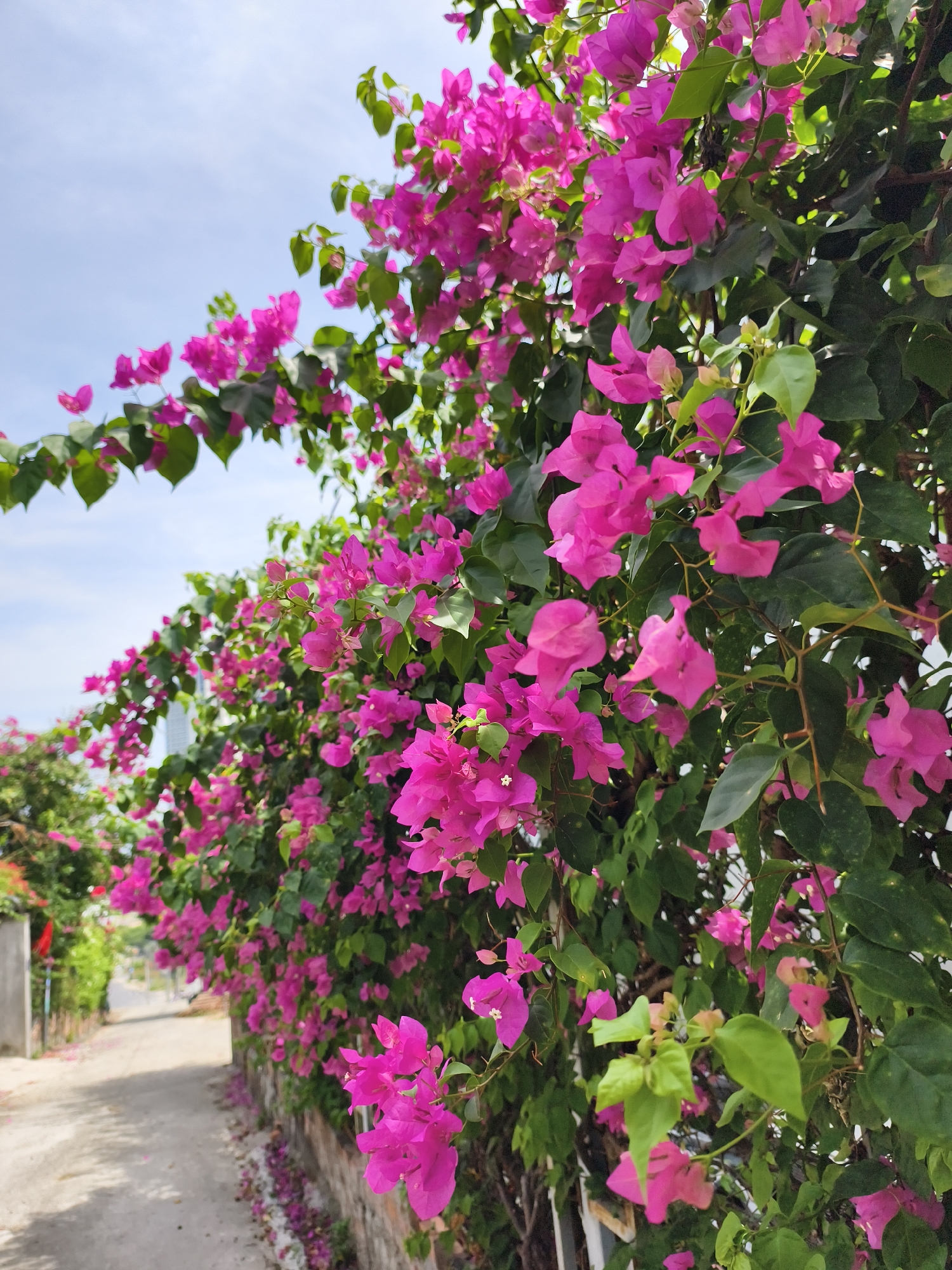 The image depicts a narrow road in Bac Nha Trang Ward, Vietnam, bordered by a wall overgrown with vibrant pink bougainvillea flowers. The flowers and green foliage cascade over the wall, creating a dense floral display. The road surface is paved, with some fallen petals scattered along the edge. In the distance, glimpses of buildings and greenery are visible along the road. The sky is partially visible, showing a light blue hue with some clouds. No people or animals are visible in the scene.