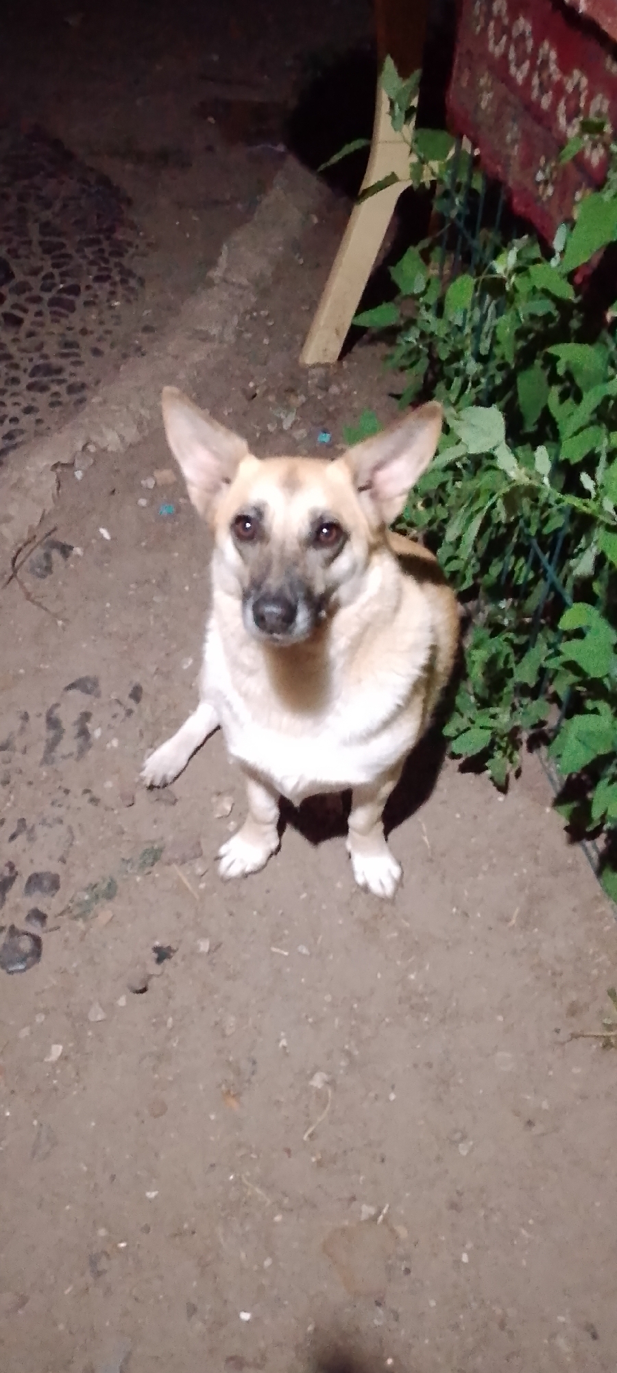 A tan and white dog is sitting on a dirt and gravel ground. The dog has large, pointed ears and is looking directly at the camera. Behind the dog, there are green leafy plants and a wooden plank. To the left of the dog, the ground transitions to a patterned surface, possibly cobblestones or paving stones. A portion of a red and white patterned fabric is visible in the upper right corner of the image. The scene appears to be outdoors, at night, with artificial lighting casting shadows.