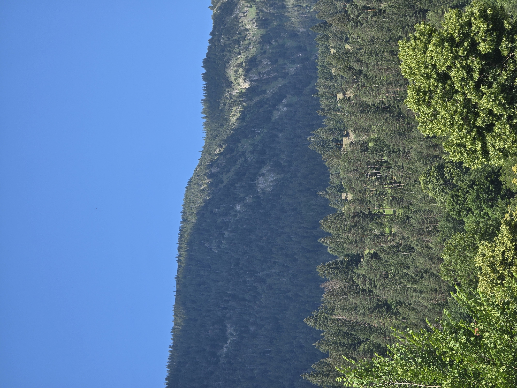 This is a landscape photograph taken in the city of Garmisch-Partenkirchen, Germany. The image captures a mountainous terrain covered in dense evergreen forests under a clear blue sky. The foreground features the lush green foliage of deciduous trees, with their branches and leaves clearly visible. Behind this, a dense forest of pine and fir trees blankets the lower slopes of a mountain. The mountain itself rises steeply, its upper reaches also covered in trees, with patches of rocky outcrops and lighter green vegetation visible in places. The summit of the mountain is flat and lined with trees. The lighting suggests a bright, sunny day. There are no people or animals visible in the scene.