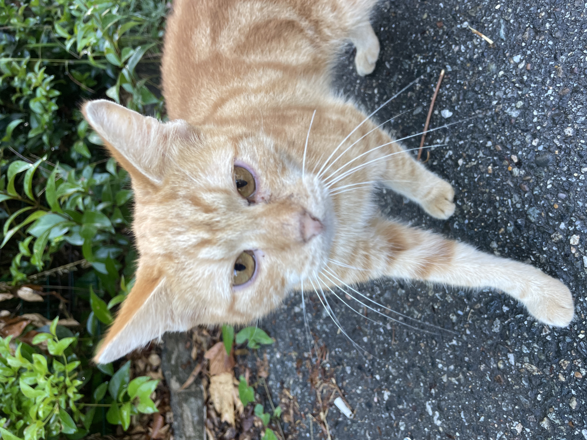 An orange tabby cat with yellow eyes is looking directly at the camera. The cat is standing on an asphalt surface with some leaves and debris scattered around. In the background, there is green foliage. The location is the city of Sochi, Russia.