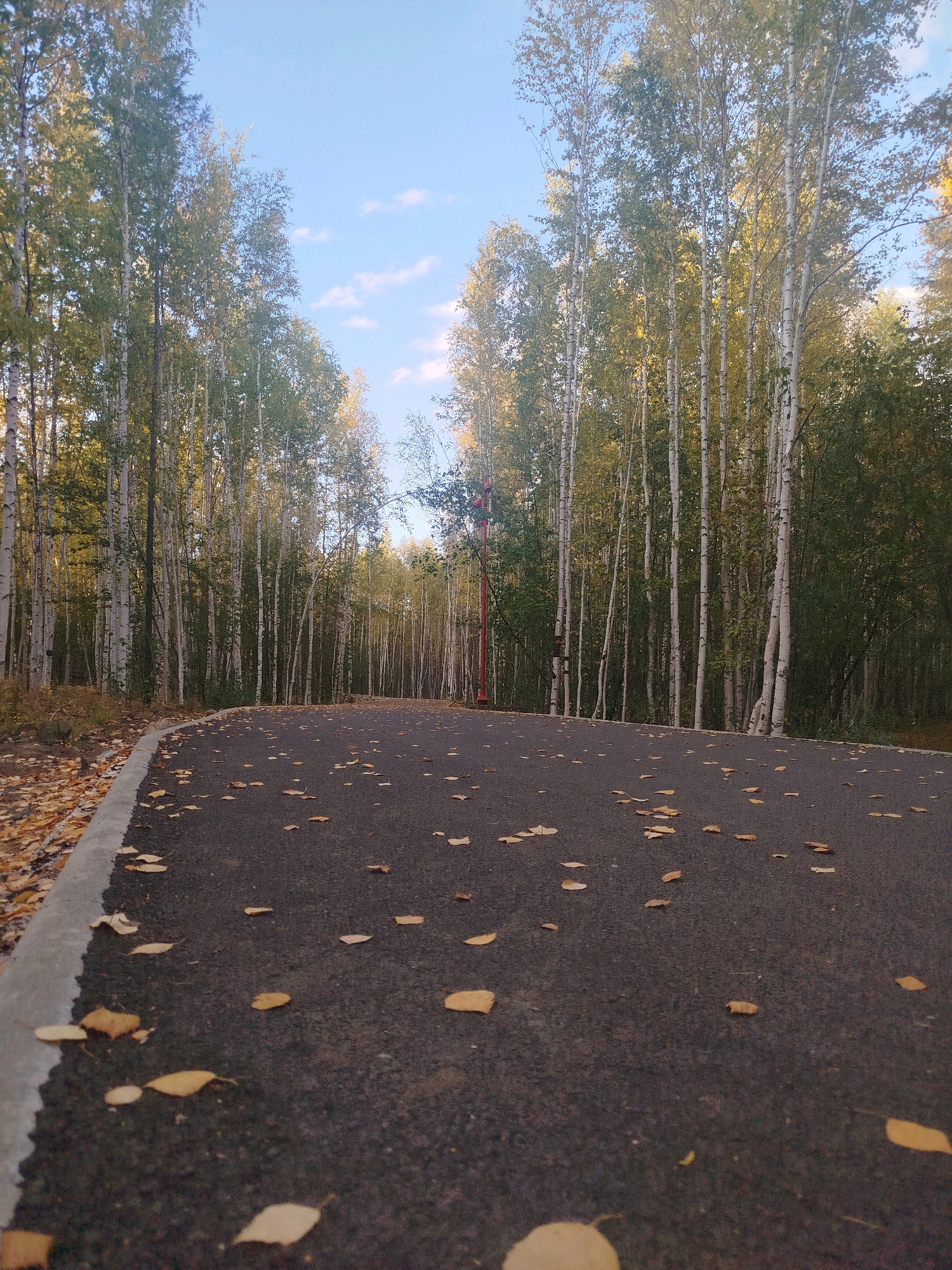 The image shows an asphalt path in Mirny, Russia, lined with birch trees. The ground is covered with fallen yellow leaves, indicating an autumn scene. The sky is blue with a few scattered clouds. A red post is visible in the background. The perspective is low, looking up from the path. There are no people or animals visible in the image.