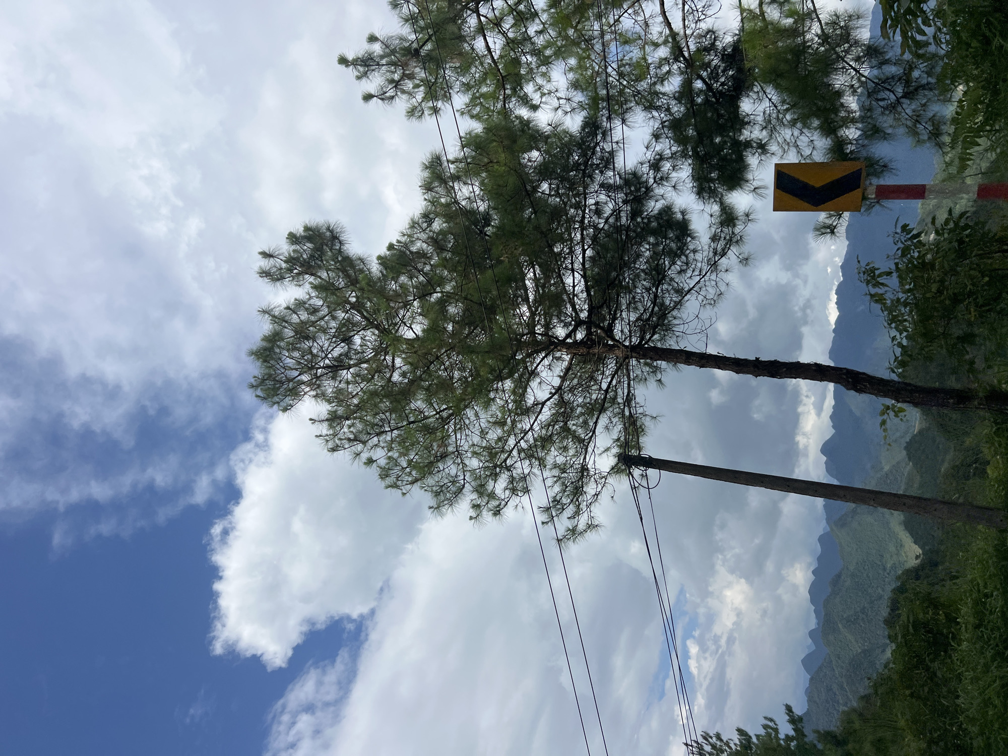 The image captures a scenic view of rolling, tree-covered mountains under a cloudy sky. In the foreground, tall pine trees with sparse foliage are visible, with power lines strung between poles. A yellow and black chevron road sign indicating a curve to the left is also present, mounted on a red and white striped pole. The lower portion of the image is filled with dense green foliage. The scene appears to be located along a road in Quản Bạ Commune, Vietnam, known for its dramatic karst landscapes. There are no people or animals depicted in the image.