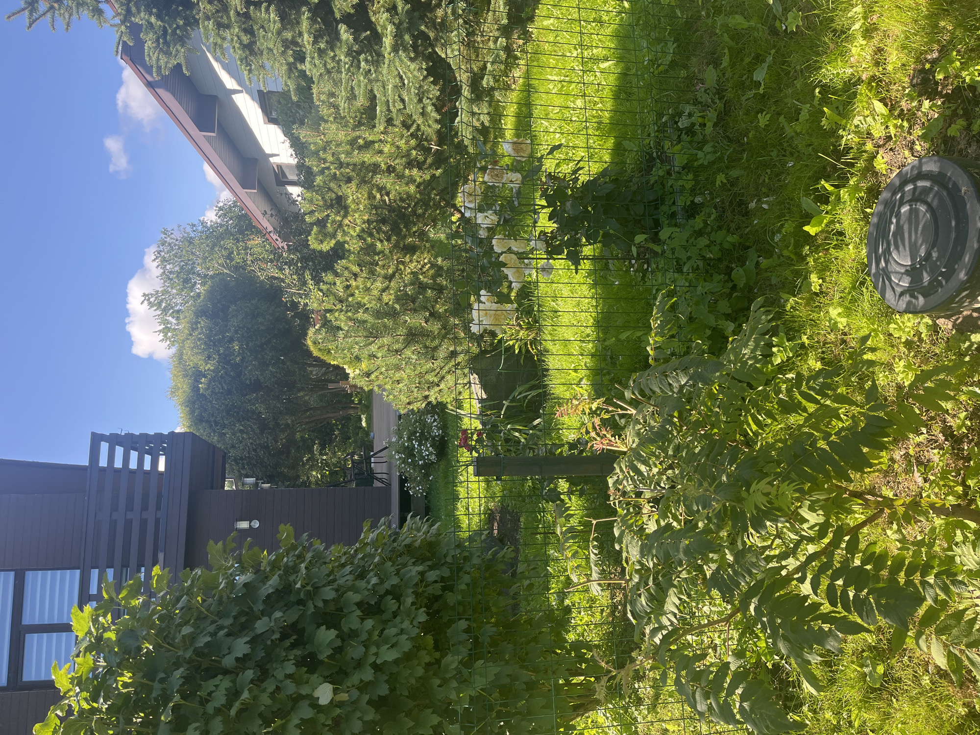 The image depicts a residential backyard in Vladimirovka, Russia, on a clear, sunny day. The scene is dominated by lush greenery, with a variety of trees and bushes. In the foreground, a tall, leafy tree is visible on the left, partially obscuring a dark brown, multi-story house with a balcony. A green metal fence runs across the middle of the frame, separating the foreground from the backyard.
Beyond the fence, the backyard is well-maintained, with a lawn and several garden beds. A cluster of light-colored roses is in bloom, surrounded by other plants. Evergreen trees, likely fir or spruce, are prominent in the background, flanking the house on the right. Another house, partially visible, appears to be white with a brown roof.
In the lower right corner of the image, a dark circular object, possibly a lid or a cap to a utility access point, is visible on the ground. The sky is blue with scattered white clouds. The overall impression is one of a tranquil, well-kept suburban or rural residential property. No people are present in the image.