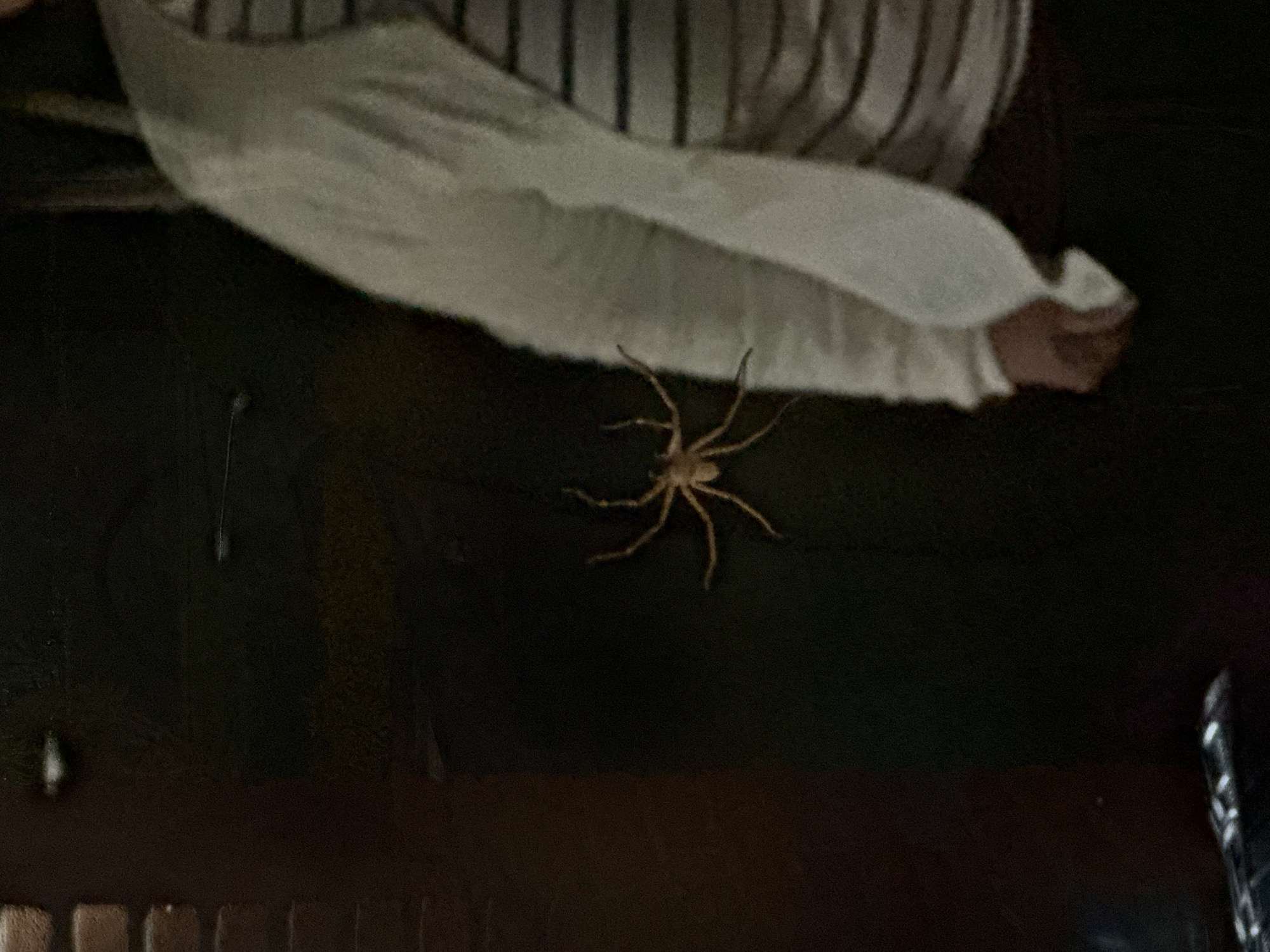 A medium-sized, tan spider is present on a dark surface, possibly wood, near a white fabric with vertical stripes. The location is not discernible in the image, and there is no way to determine if it is located in Puebla, Mexico.