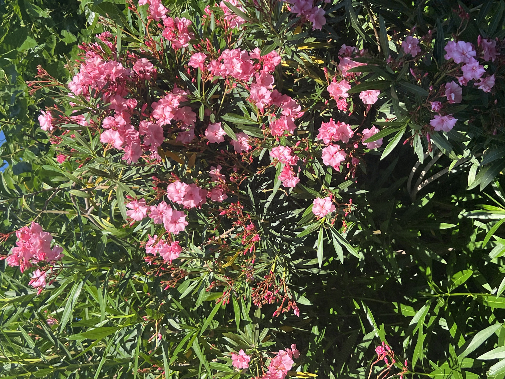The image depicts a close-up view of a vibrant pink oleander bush in full bloom, set against a backdrop of lush green foliage. The flowers are clustered together in profusion, with delicate petals and a soft pink hue. The leaves are long, narrow, and a deep green, providing a rich contrast to the bright blossoms. Sunlight filters through the leaves and flowers, creating a dappled light effect and highlighting the textures of the plant.
This scene is likely located in the city of Sochi, Russia, known for its subtropical climate and abundant flowering vegetation, especially along its coastline and in its parks. The oleander bush is a common sight in the Mediterranean and Black Sea regions, thriving in warm weather conditions. The overall impression is one of natural beauty and abundance, characteristic of a well-maintained garden or natural landscape in a warm climate. There are no people or animals visible in the image. The environment is natural and floral, with no man-made structures or signs of urban development immediately apparent.