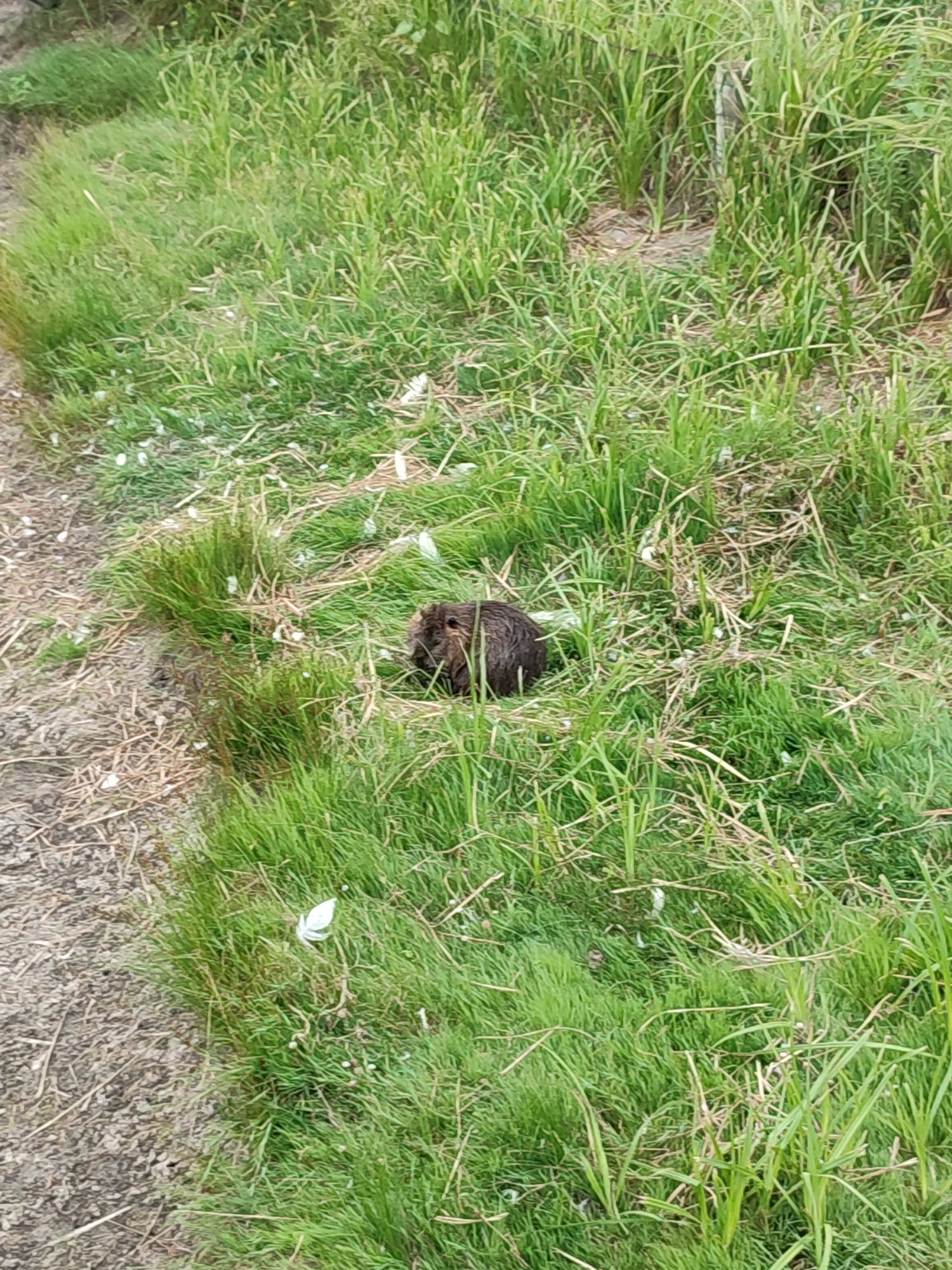 A nutria is seen resting in tall green grass, partially obscured by the foliage. The ground to the left of the nutria is a rough, textured surface with some dried grass and small white specks. The grass surrounding the nutria appears to be a typical roadside or field environment. The image does not provide any information about the city of Shcherbani, Ukraine.