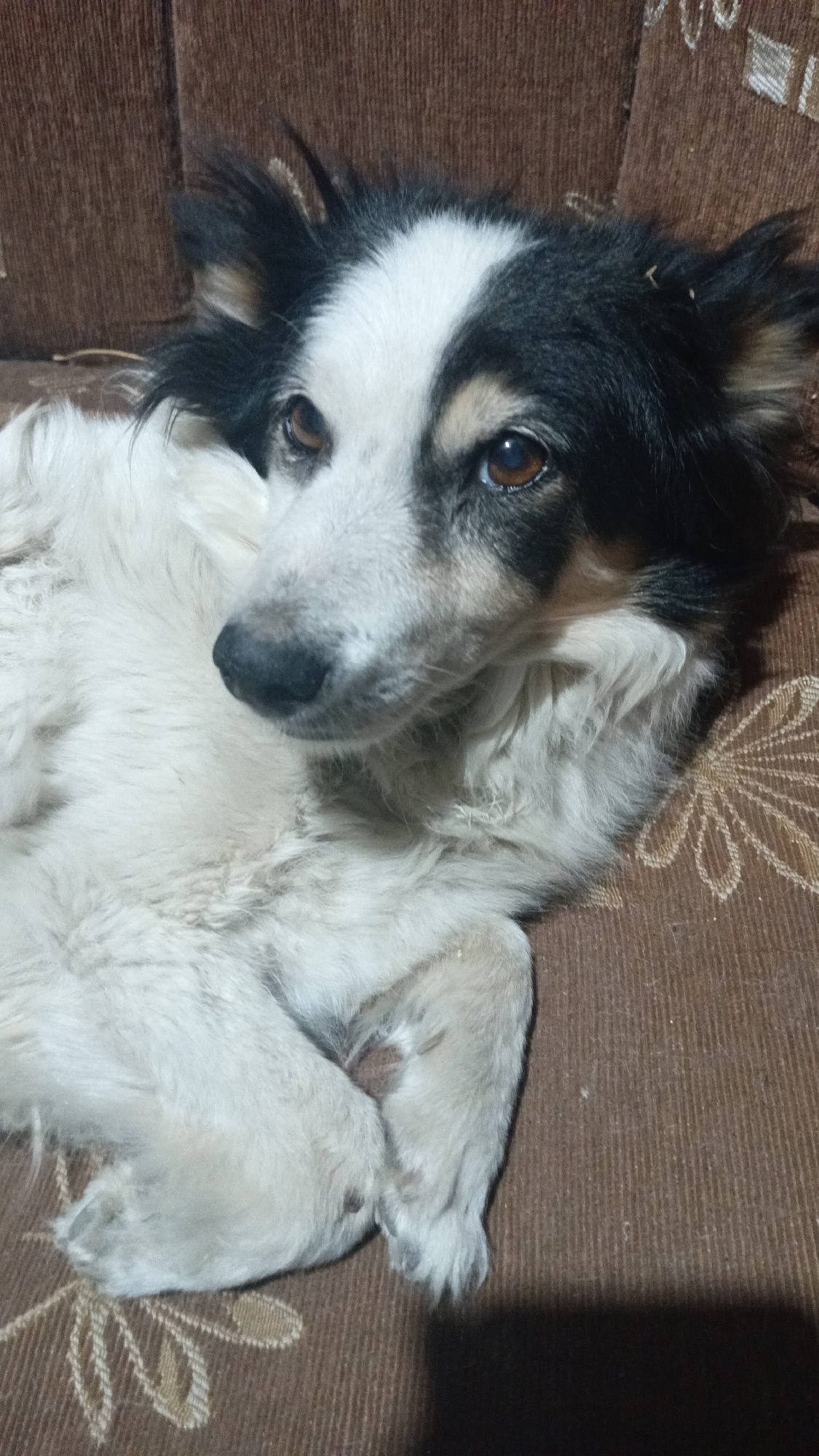 A black and white dog with brown eyes lies on a brown couch with a floral pattern. The dog is facing the camera and its paws are crossed. The couch appears to be in a domestic setting, possibly a living room, in Ashtarak, Armenia. The lighting is dim, suggesting it might be indoors or at night.