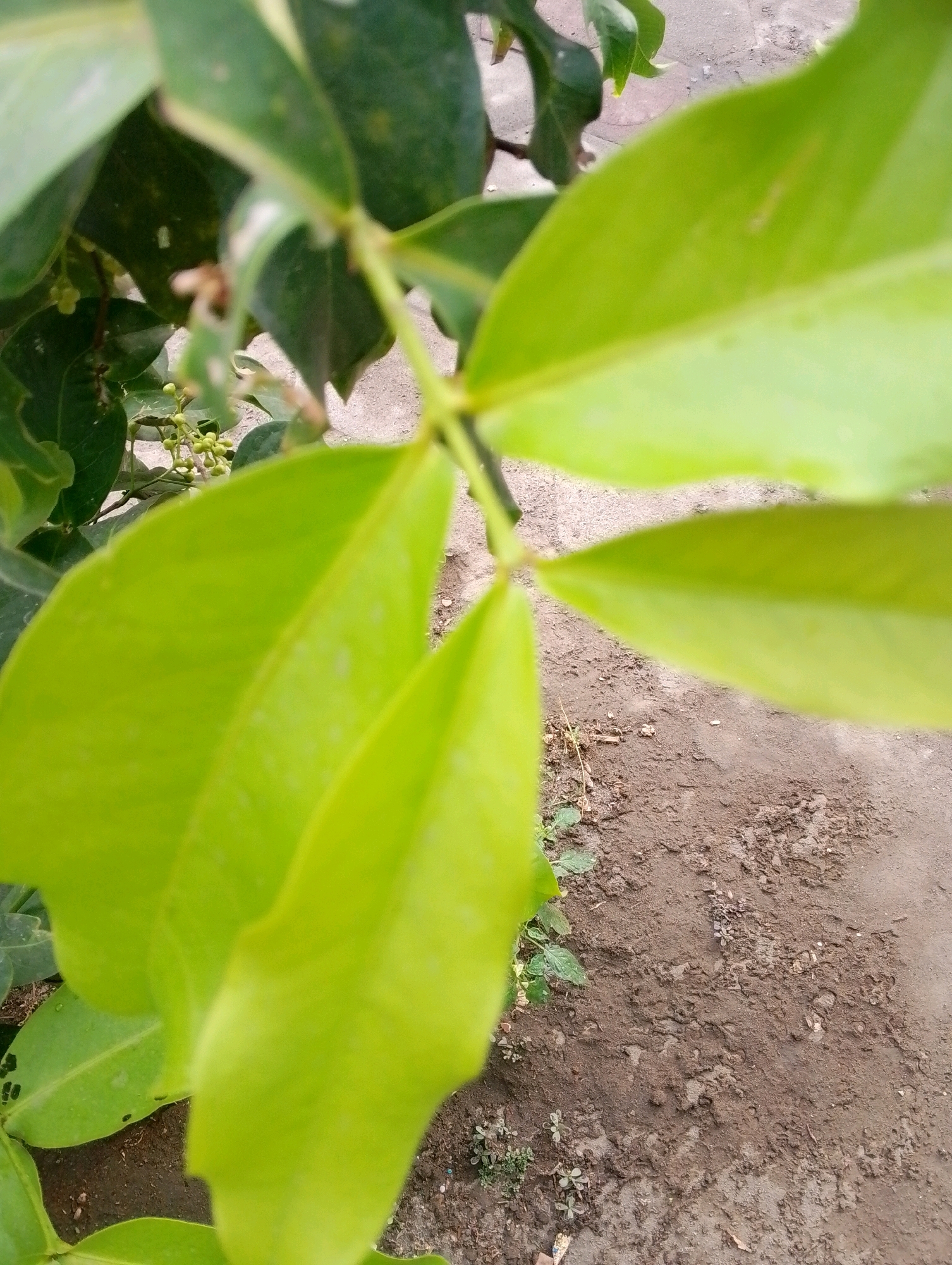 A close-up, slightly blurred, vertical, outdoor photograph shows a branch with several bright green leaves and small green buds. The leaves are the dominant feature, with two large, prominent leaves in the foreground, taking up much of the frame. One leaf is on the left, and another is on the right, with their tips curving slightly upwards. Behind them, other leaves and stems are visible. Small clusters of round, green buds are present on a stem to the left of the main leaves. The background consists of brown, dry soil with a few small green weeds. The lighting suggests daylight, with no harsh shadows. The scene appears to be in a natural or garden setting, possibly in Papungan, Indonesia, given the context. There are no people or animals visible in the image.