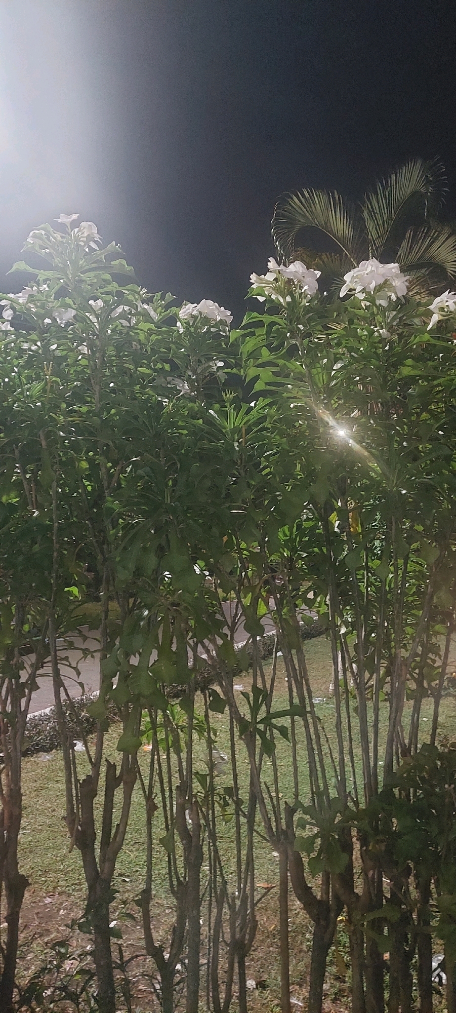 This image depicts a nighttime view of a hedge of white flowers with green foliage, set against a dark sky. A bright light source, likely a lamp post, is visible in the upper left corner, casting a strong glare and illuminating the flowers and leaves. In the background, a palm frond is partially visible against the dark sky. The foreground shows the lower branches and stems of the plants, some of which appear to have been pruned. The ground behind the hedge is covered in grass, with a paved walkway visible further back. There are no people or animals visible in the image. The overall scene suggests an outdoor setting, possibly a park or garden area, illuminated by artificial lighting. The location is identified as Lumajang, Indonesia.
