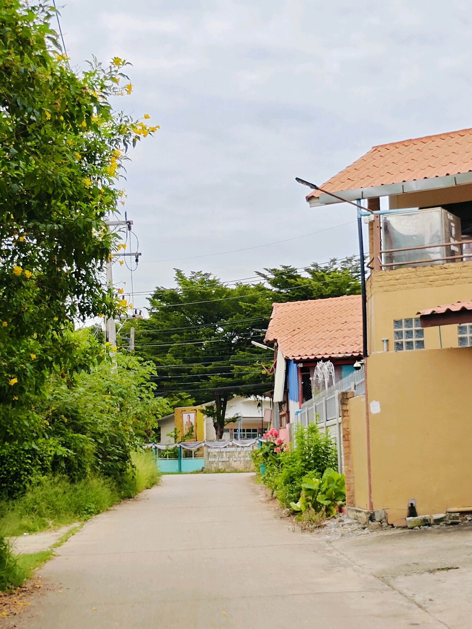 This is a photograph taken in Mu Si, Thailand, on an overcast day. The image depicts a narrow, paved road leading into the distance, bordered by lush greenery on the left and buildings on the right. In the foreground on the left, a large tree with vibrant yellow flowers dominates the frame, its branches extending towards the sky. Electrical poles and wires are visible throughout the scene, indicating the presence of infrastructure.
On the right side of the road, a two-story building with a terracotta-tiled roof and a pale yellow facade is prominently featured. A metal water tank is visible on the upper floor. Next to it, a smaller structure with a similar roof and a blue and white exterior is partially obscured by a fence. The fence is made of metal and brick. In front of this structure, there are various plants and some laundry hanging on a clothesline. Further down the road, a large framed portrait of a man in traditional attire is displayed against a building. The environment appears to be a residential area, with houses and vegetation blending together. The overall impression is one of a tropical, somewhat rustic, neighborhood setting.