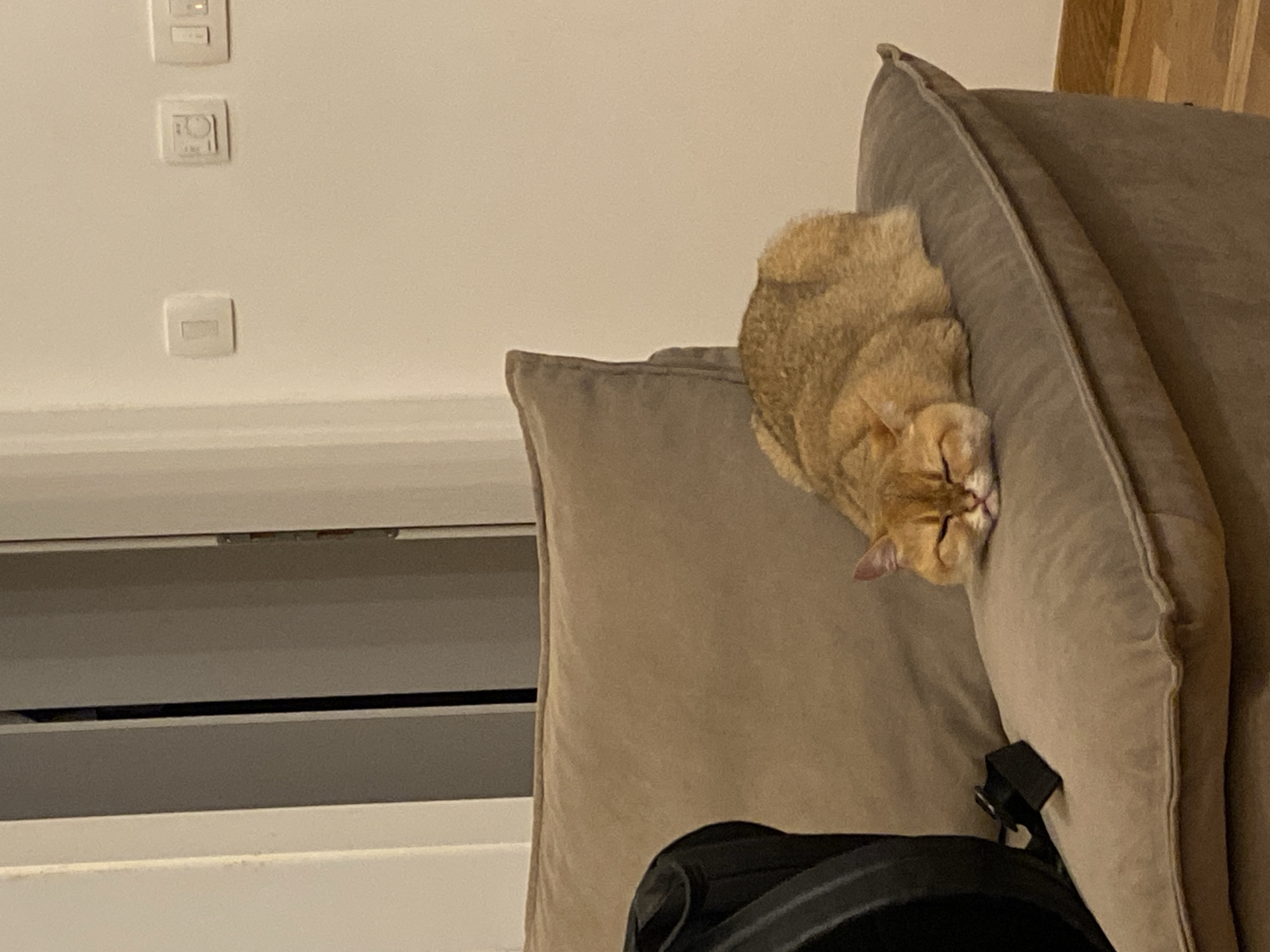 A tan cat lies asleep on the top of a brown sofa. The cat's head rests on the top of a large pillow. A black bag sits on the lower part of the sofa. In the background, a white wall is visible with three light switches. A set of white cabinets with closed drawers and doors is also visible. The image was likely taken indoors, in a domestic setting. The location in the city of Bar, Montenegro is not evident in the image.