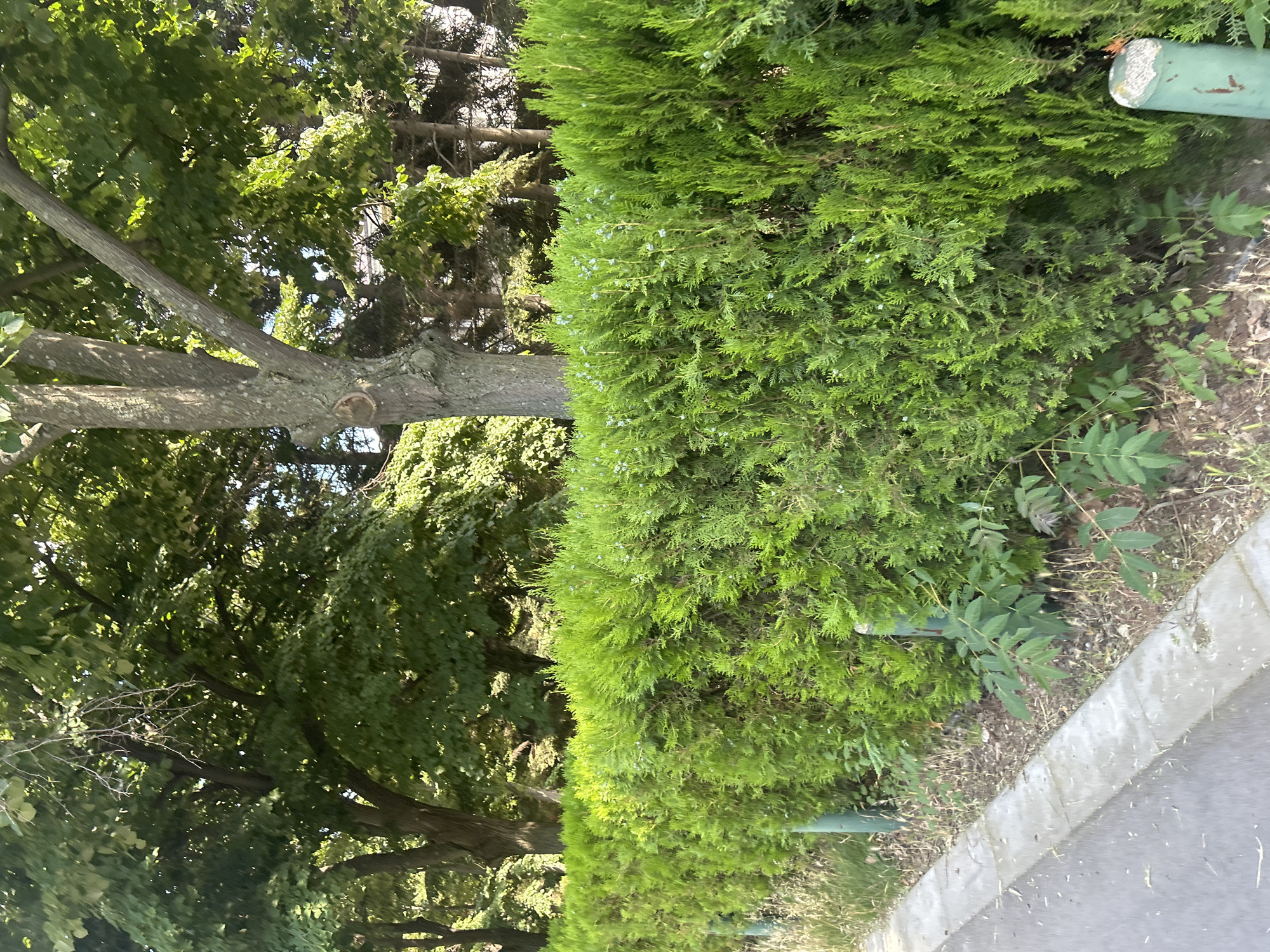 The image depicts an outdoor scene featuring a manicured evergreen hedge bordering a paved area. To the left of the hedge, a large tree with dense green foliage is visible, its branches extending over the scene. The hedge itself is a vibrant green, with some small blueish berries interspersed throughout its branches. The ground beneath the hedge consists of dirt, dry leaves, and some sparse green plants. A concrete curb separates the paved area from the vegetated section. The scene is illuminated by natural light, suggesting daytime. The overall impression is of a well-maintained park or garden area. There is no text visible in the image. The location context is Varna, Bulgaria.