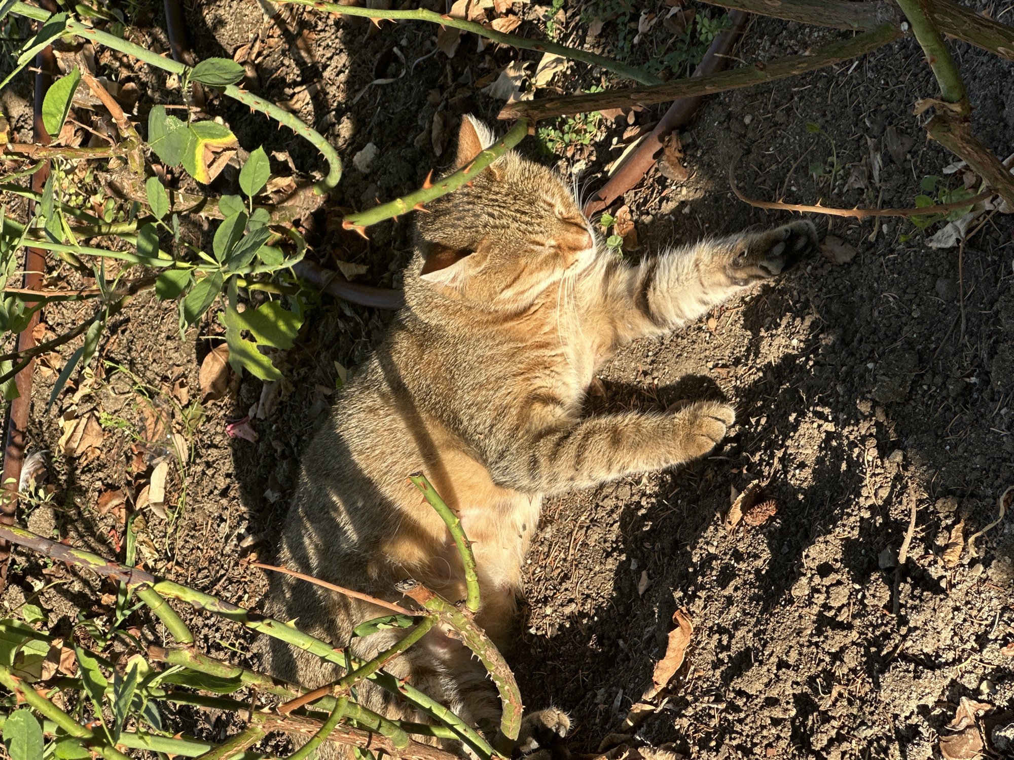 A tabby cat is sleeping on the ground in a garden. The cat is lying on its side with its eyes closed, and its fur is a mix of brown and orange stripes. The cat's paws are extended in front of it. The ground is covered in soil, dry leaves, and some small green plants. There are rose bushes with thorny branches surrounding the cat. The scene appears to be outdoors in a sunny environment. There is no indication of the location in Nesebar, Bulgaria.