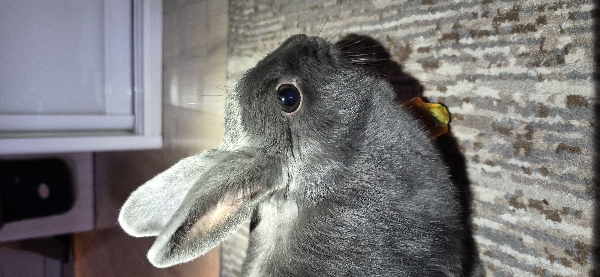 A close-up, side-profile shot shows a gray rabbit with large, erect ears, and dark eyes, resting on a carpet. The rabbit is partially obscured by the frame of the image, with its head and ears prominently displayed. A piece of orange food, possibly a carrot, is visible near its mouth. The background shows a blurred domestic setting with a dark object and a white door or window. The scene does not provide any information about the city of Ussurijsk, Russia.