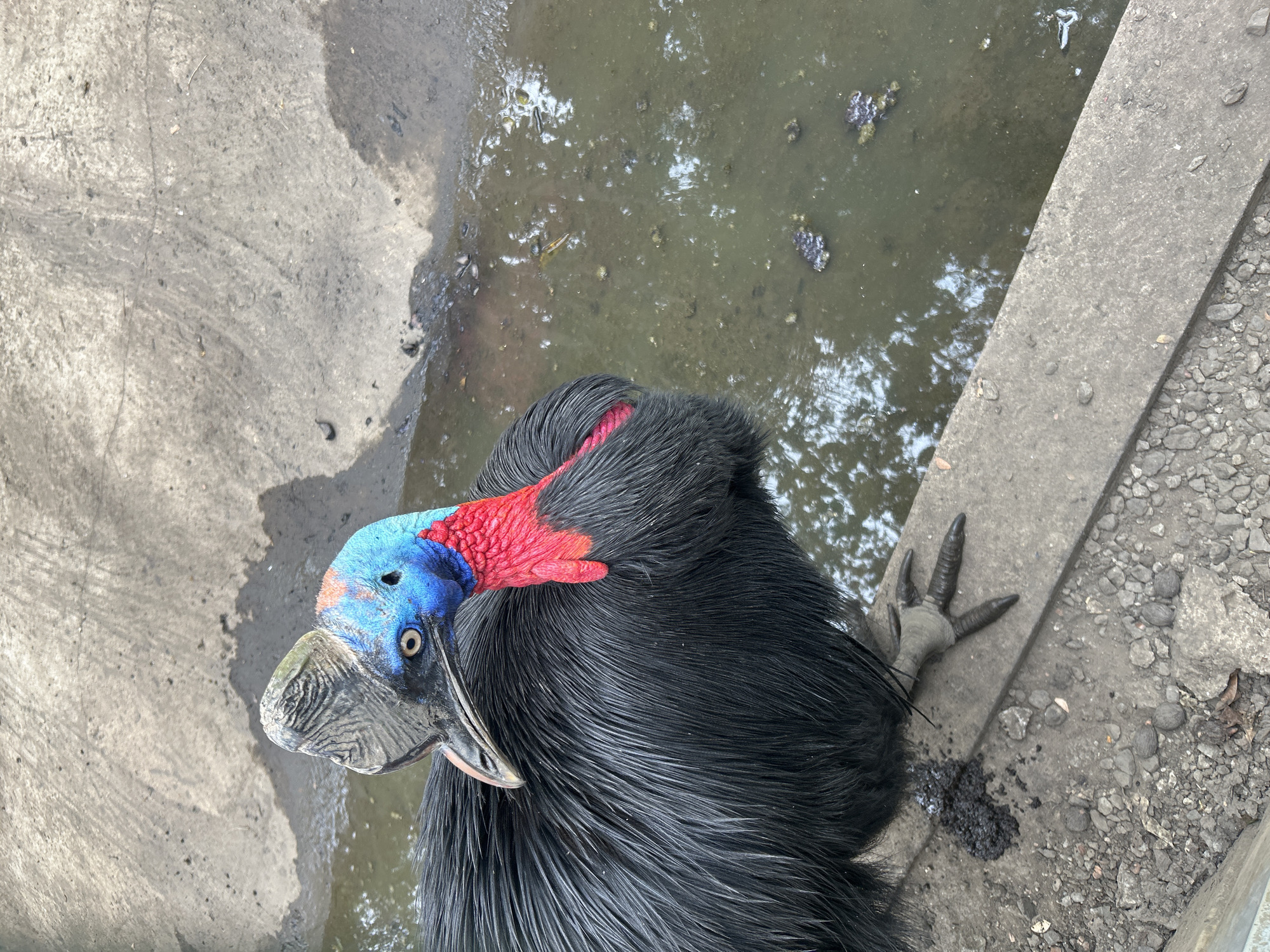 A cassowary stands on a concrete edge next to a murky puddle in Tanubada, Papua New Guinea. The bird is predominantly black with iridescent blue and red markings on its head and neck. Its large, dark feathers are ruffled, and its powerful, clawed foot is visible. The ground is a mix of concrete and gravel. The puddle appears to contain sediment and some debris. The overall scene is naturalistic, capturing the bird in its environment.