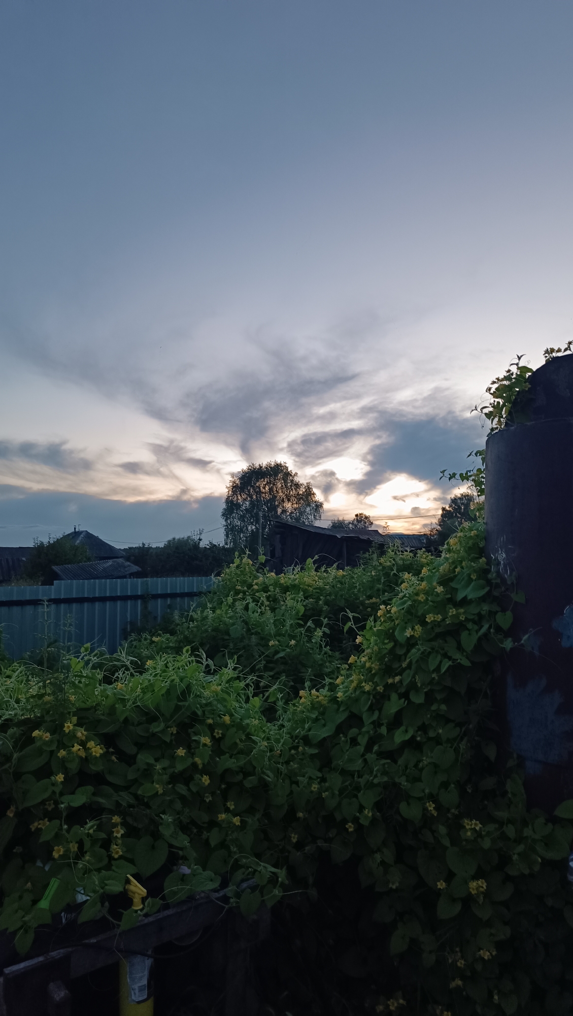 A vertical, eye-level outdoor shot captures a rural Russian backyard in Karsha during twilight. The sky is a gradient of pale blue, transitioning to a dusky gray with wisps of clouds catching the last rays of the setting sun. A tall, slender birch tree with dense foliage stands center-frame, silhouetted against the sky.
In the foreground, a thicket of vibrant green vines with small yellow flowers creates a lush, overgrown barrier. These vines are entwined around a dark, cylindrical object on the right, possibly a water tank or silo, which is partially obscured by shadow. To the left, a corrugated metal fence runs horizontally across the midground, separating the yard from unseen properties. Behind the fence, several rustic, gabled-roof structures, likely houses or sheds, are visible amongst more trees and foliage. The overall impression is one of a quiet, undeveloped rural landscape at the close of day. There are no people or animals visible in the frame.