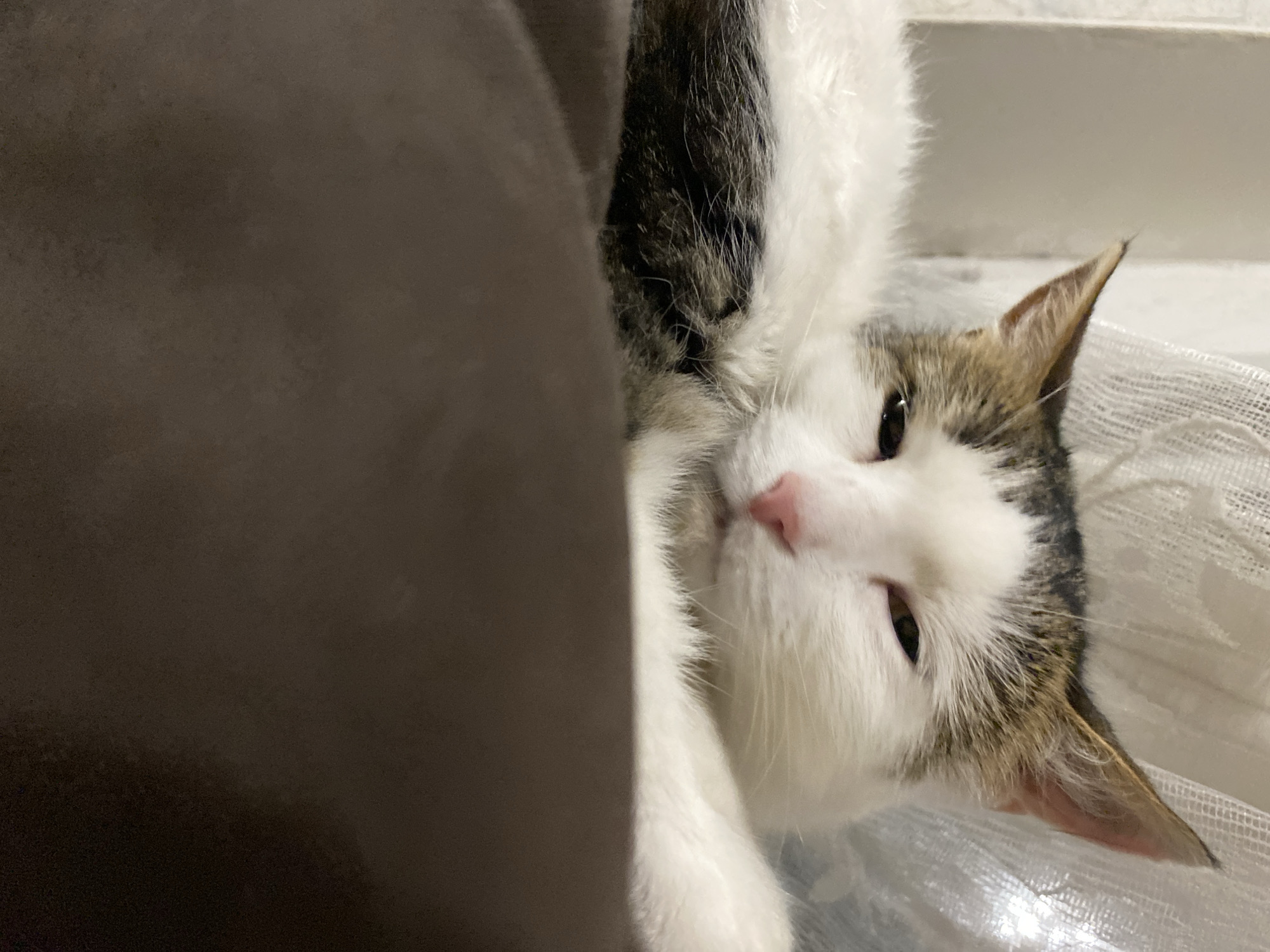 A close-up, eye-level, vertical shot shows a white and tabby cat lying down. The cat's face is mostly white with tabby markings on its forehead and ears, and a pink nose. Its eyes are partially closed, giving it a sleepy appearance. The cat's fur is fluffy and white with some tabby patches. The cat is lying on a dark brown surface, possibly a blanket or pillow. Behind the cat, a white, sheer curtain is visible, allowing some light to filter through. The background is out of focus. There are no other discernible objects or people in the image. The scene appears to be indoors, likely in a home.