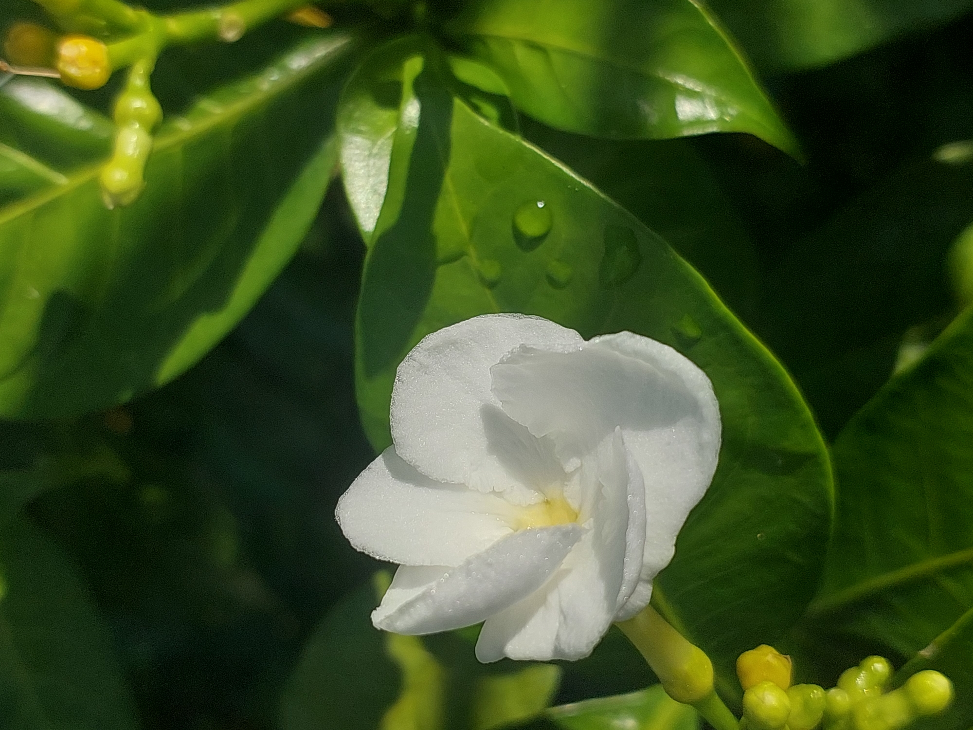 The image is a close-up, eye-level shot of a white flower with yellow at its center, set against a backdrop of lush green leaves. Dewdrops are visible on some of the leaves, suggesting a recent rain or morning mist. The flower's petals are delicate and slightly translucent, with a soft focus that emphasizes its natural beauty. The lighting is soft and diffused, creating a tranquil and serene atmosphere. The image appears to have been taken in a garden or natural setting, possibly in Baan Mae Nam, Thailand, given the tropical flora and the humid environment implied by the dew. There are no people or animals present in the frame. The overall impression is one of natural serenity and delicate beauty.