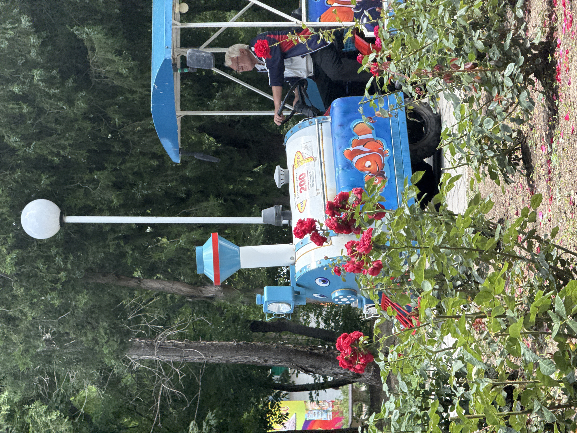 This media file captures a scene at an amusement park, likely in Yeysk, Russia, given the location context. The primary subject is a man, appearing to be in his 60s or 70s, with white hair and glasses. He is wearing a blue and red jacket over a white shirt and dark pants. He is seated on a toy train, actively engaged in steering it with a black steering wheel.
The toy train itself is a prominent object, painted in bright blue and white with colorful cartoonish fish characters, resembling Nemo from the animated movie. It has a classic train design with a locomotive and what appears to be a passenger car. The train is adorned with red roses, both real flowers growing on a bush in the foreground and as decorative elements on the train. Some fallen rose petals are visible on the ground.
The setting is outdoors, with lush green trees in the background, suggesting a park or garden area. Sunlight is present, casting some shadows, implying it is daytime, likely a bright and pleasant day suitable for outdoor activities. The overall atmosphere seems cheerful and relaxed, typical of a family-friendly amusement setting.
Visible text on the train includes "200" in large red digits on a white cylindrical section, possibly indicating a price or a model number. There is also smaller text in Russian, but it is difficult to decipher clearly from the image. The presence of a white lamppost with a spherical light fixture suggests the park is equipped for evening operation as well. The scene is oriented vertically, suggesting the photo was taken with the camera held in portrait mode.