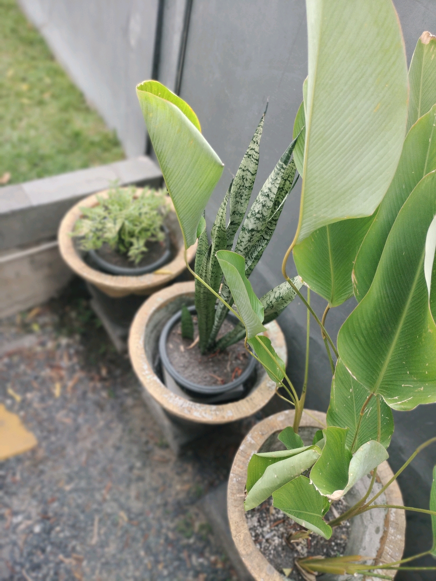 The image depicts an outdoor scene with potted plants arranged in front of a grey wall. In the foreground, there are three pots. The closest pot contains a large plant with broad, green leaves that are slightly curled. To its left, a second pot holds a snake plant with its characteristic variegated, sword-like leaves. Further back and slightly to the left, a third pot contains a smaller, bushy green plant. The pots appear to be made of a light-colored, textured material and are placed on a gravel surface. The grey wall behind the plants has a vertical line, suggesting it might be a panel or part of a structure. The environment appears to be an outdoor area, possibly a patio or garden space, with some dried leaves scattered on the gravel. The lighting suggests it is daytime, with a slightly overcast sky or diffused sunlight. There are no people or animals visible in the image. The context of Banjarmasin, Indonesia is not visually inferable from the image itself, as there are no specific Indonesian landmarks or cultural elements present. The scene is static and focused on the botanical arrangement.