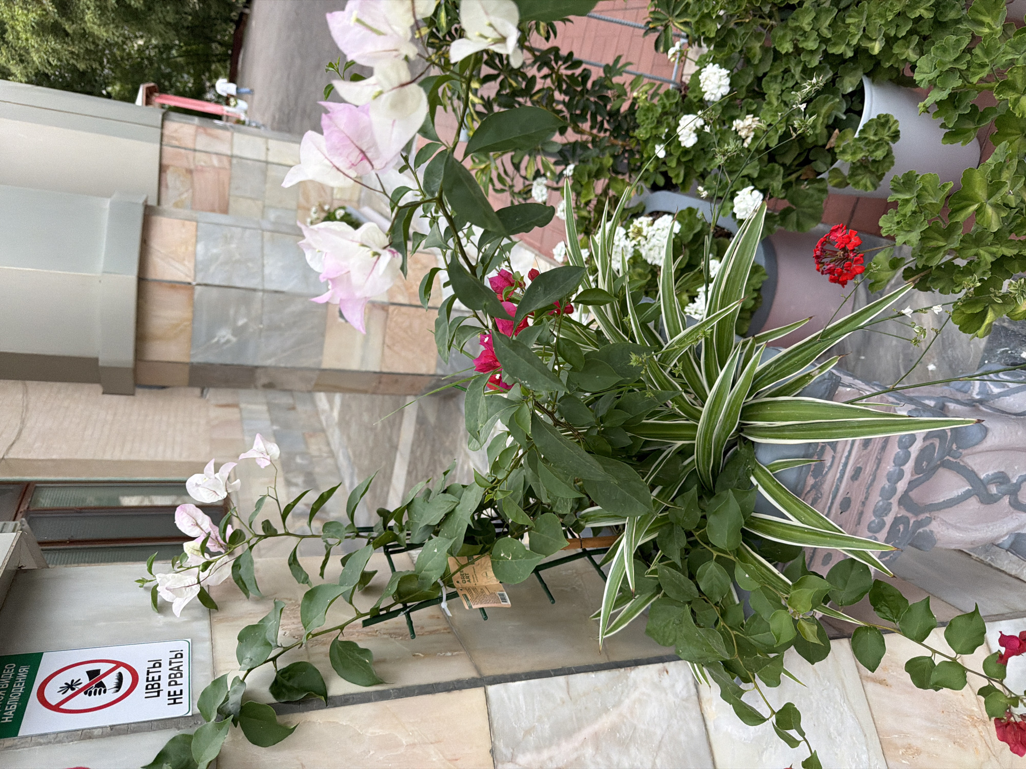 A close-up, eye-level shot captures an outdoor arrangement of potted plants and decorative architectural elements in Khumsan, Uzbekistan. In the foreground, a large planter holds a vibrant mix of greenery. A tall, vining plant with broad green leaves and delicate pink and white flowers cascades down, supported by a green trellis. Next to it, a plant with spiky, variegated green and white leaves adds a striped texture. Other potted plants, including one with small red flowers and another with clusters of white blossoms, are visible to the right. The planter itself is decorated with a grey and pink patterned design. In the background, a light-colored, textured wall is visible, with columns and a window. A sign with a red prohibition symbol and Russian text reading "ЦВЕТЫ НЕ РВАТЬ!" (Do not pick flowers!) is mounted on the wall to the left. Further in the background, a person in a white shirt walks away from the camera on a paved area, with trees and a building visible beyond. The overall impression is that of a well-maintained exterior, possibly near a commercial establishment or public space.