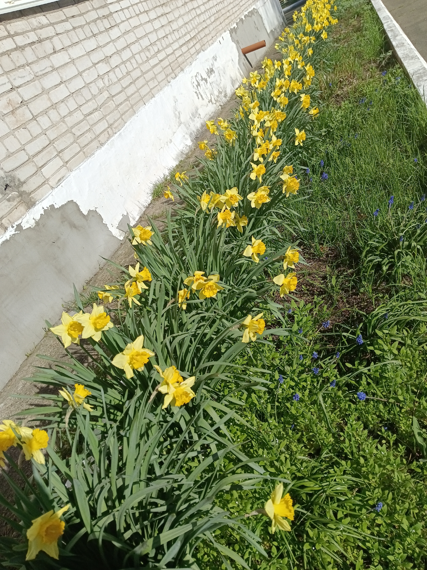 A row of yellow daffodils with green stems and foliage lines a patch of grass alongside a building with a white brick wall and concrete foundation. Small blue flowers are interspersed within the grass alongside the daffodils. The location is Chaikovsky, Russia.