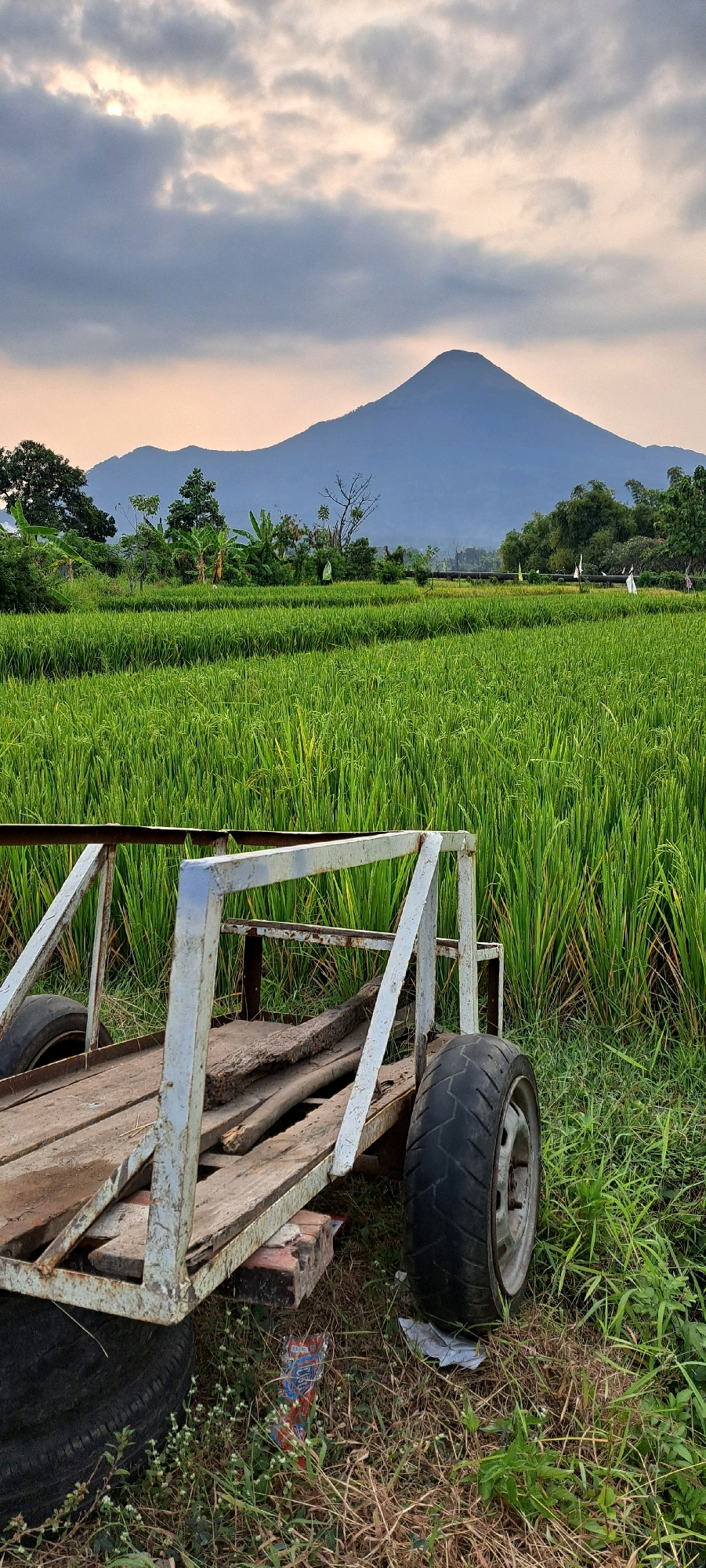 The image captures a serene rural landscape in Sumber Gedang, Indonesia, with a focus on a rice paddy field stretching towards a majestic mountain under a cloudy sky. In the foreground, a weathered, rustic trailer with a wooden deck and metal frame sits partially in the tall, green rice stalks. The trailer's wheels are visible, and several pieces of wood are stacked on its platform. The rice field itself is lush and vibrant, with rows of young rice plants creating a textured green carpet. In the background, a towering, conical mountain dominates the horizon, its slopes softened by distance. Trees and vegetation flank the rice fields, adding depth to the scene. The sky is filled with dramatic clouds, with a sliver of sunlight breaking through, casting a gentle, diffused light over the landscape. The overall impression is one of tranquility and natural beauty, typical of the agricultural scenery in rural Indonesia.