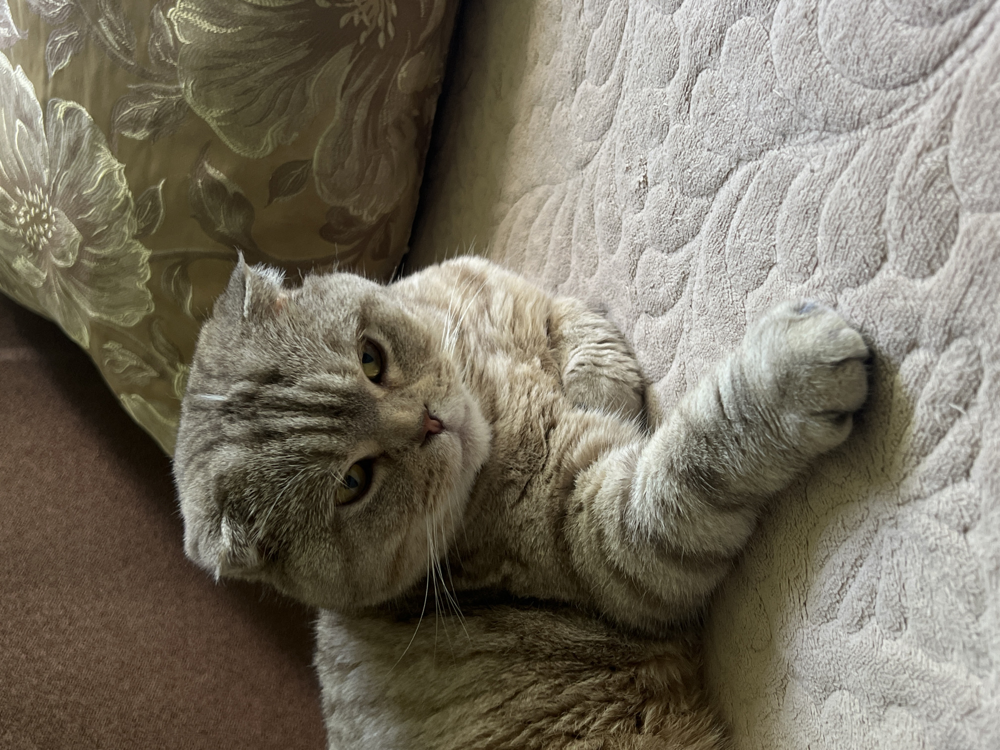 An indoor, eye-level, medium shot focuses on a Scottish Fold cat lying on a textured, light-colored blanket. The cat, with folded ears and a grey tabby coat with lighter stripes, is positioned facing left, with its head slightly turned towards the camera. Its yellow eyes are open, and its expression is neutral or slightly displeased. The cat's right paw is extended forward, resting on the blanket. To the left of the cat is a brown surface, likely a sofa back. Behind the cat and to its right is a pillow with a floral pattern in shades of gold and beige. The lighting is soft and natural. There is no indication of the city of Chaikovsky, Russia, or any other specific location.