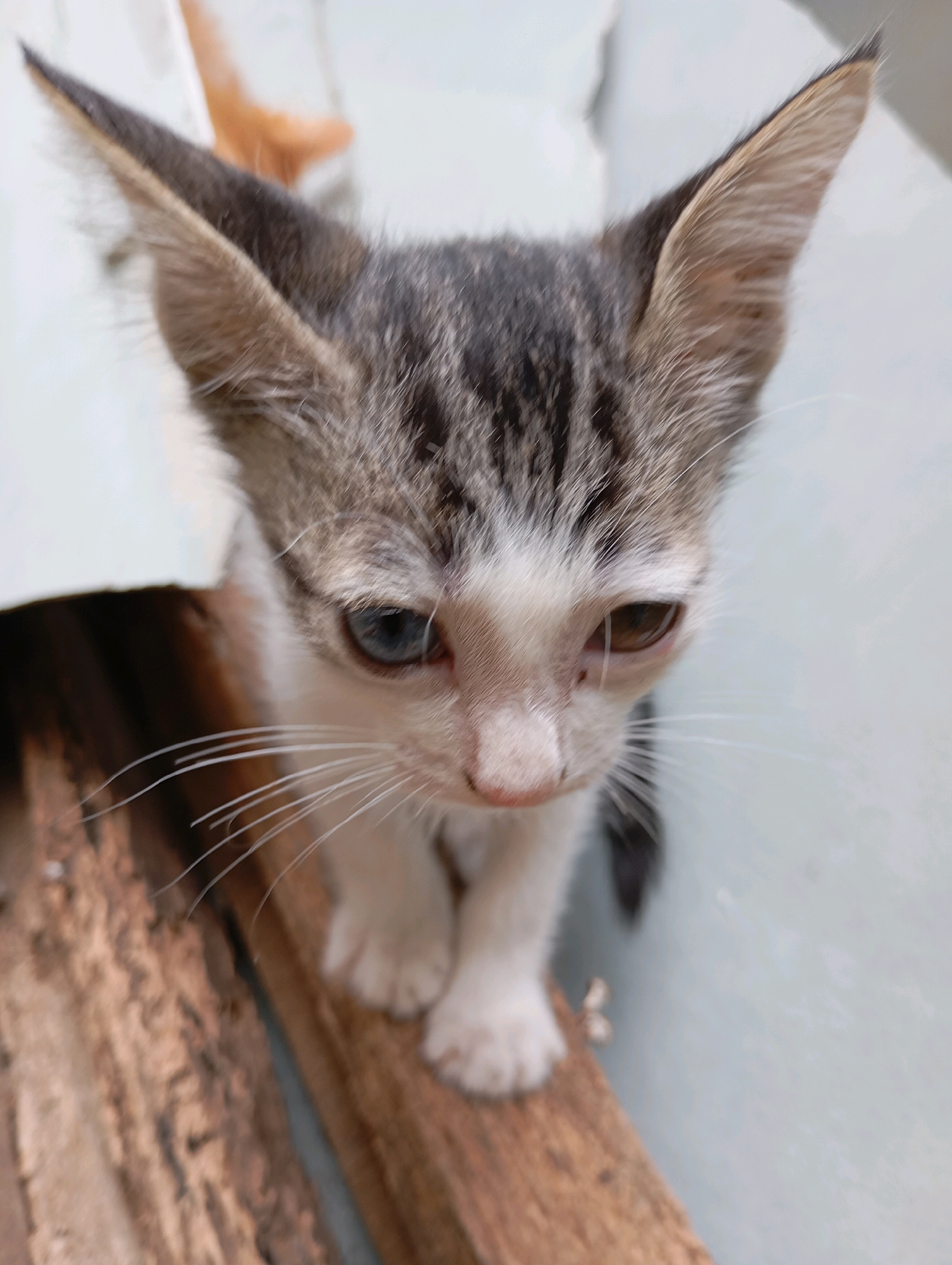 The image shows a close-up of a kitten with heterochromia, meaning its eyes are different colors: one is blue, and the other is brown. The kitten has tabby markings on its head and back and white fur on its chest and paws. It is sitting on a wooden surface, possibly a piece of lumber, with a light blue wall in the background. The kitten's ears are pointed upwards, and its whiskers are prominent. No people are visible in the image, and no specific location in Balikpapan, Indonesia, can be identified from the visual cues provided. The overall scene appears to be an outdoor or semi-outdoor setting.