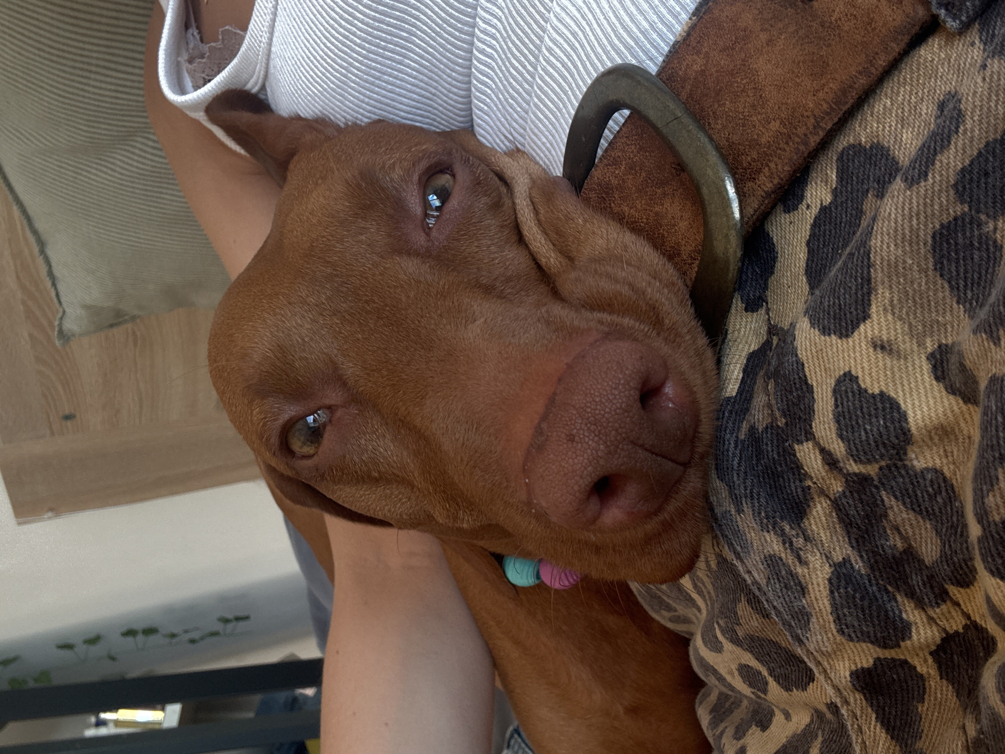 A close-up, high-angle shot depicts a brown dog, likely a Vizsla, resting its head on a person, looking directly at the camera. The dog's smooth brown fur, large pinkish-brown nose, and expressive eyes reflecting light are prominent. A wide, textured brown collar with a dark metal D-ring or buckle encircles its neck. Near its chin, two small, round charms in turquoise and pink are visible.
The person holding the dog is largely out of frame, but their bare arm and shoulder are visible, along with a white, ribbed top and a hint of a lace detail, possibly from an undergarment or trim. A fabric with a brown and black leopard print pattern is also visible, draped under the dog's head, possibly clothing or a blanket. The background indicates an indoor setting with a light wooden floor and a light-colored surface or wall. The lighting is soft and ambient, contributing to a calm and affectionate mood. The scene captures a moment of companionship between the dog and its owner. No text is visible in the image. The location context is Sofia, Bulgaria.