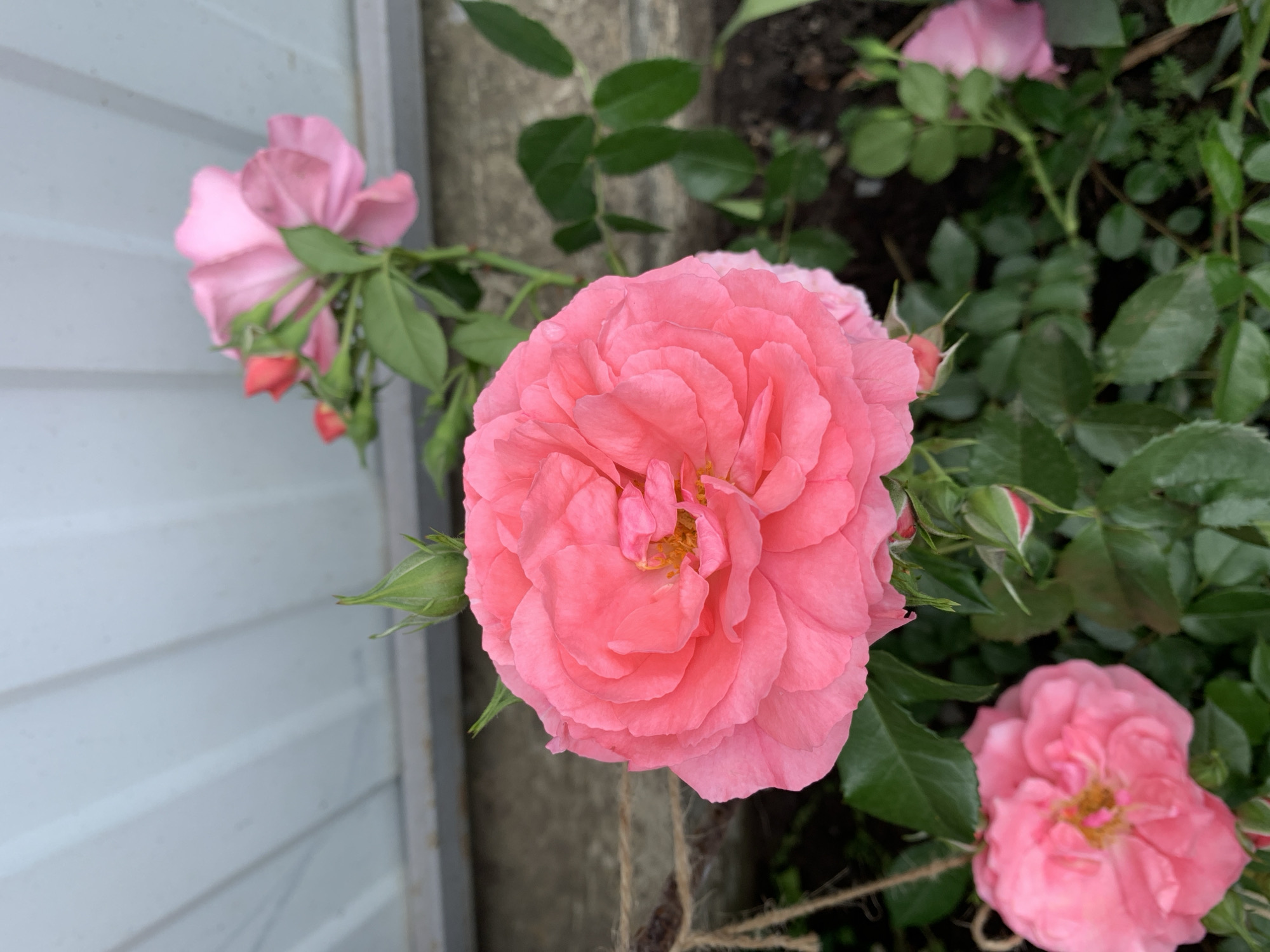 The image presents a close-up view of a cluster of pink roses. A large, fully bloomed rose with numerous petals dominates the center of the frame. Two other roses, in varying stages of bloom, are also visible, one in the lower right corner and another in the upper left. Green leaves and buds surround the roses, indicating they are part of a healthy bush. A light gray wall or structure is visible in the background on the left side of the image, contrasting with the greenery and flowers. The location is Unknown, Unknown.