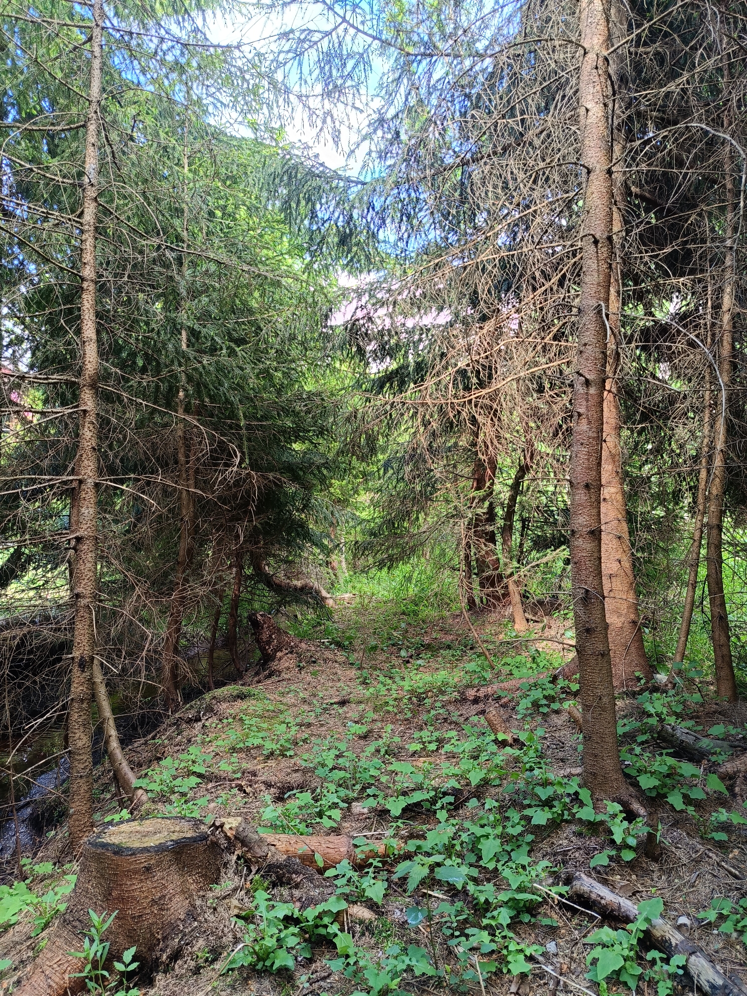 The image shows a densely vegetated forest area. Tall, thin trees with brown bark dominate the foreground and midground, their branches interspersed with green foliage. A cut tree stump is visible in the lower left corner. The ground is covered with a mix of brown fallen leaves and green groundcover. The light suggests it's daytime. The location and the presence of a man in the city of Vishnovka, Russia are not present.