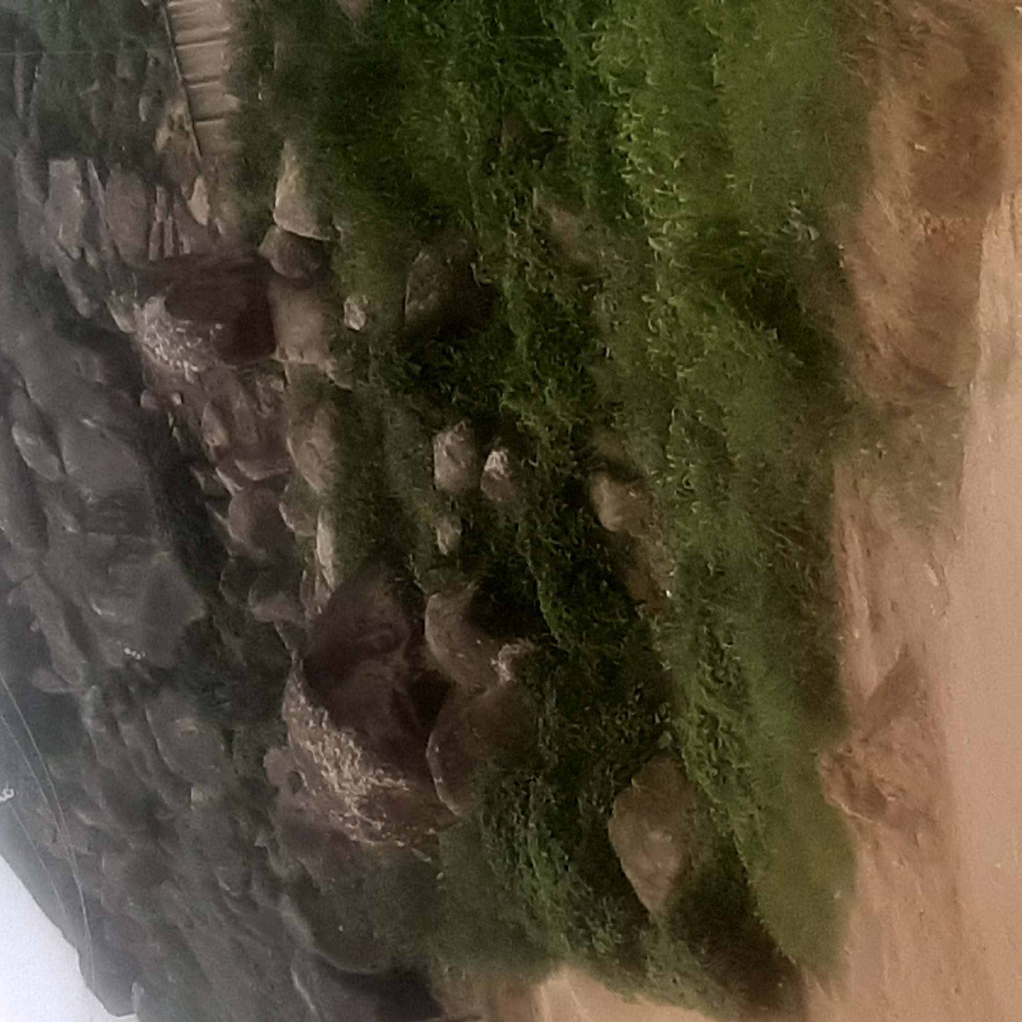 A low-angle, wide shot captures a rocky, overgrown hillside. Large, dark boulders are scattered across the slope, interspersed with dense, vibrant green foliage. The terrain appears rugged and natural, with some sections of lighter brown soil visible at the bottom of the frame, suggesting a path or cleared area. The overall impression is one of an untamed, natural landscape.