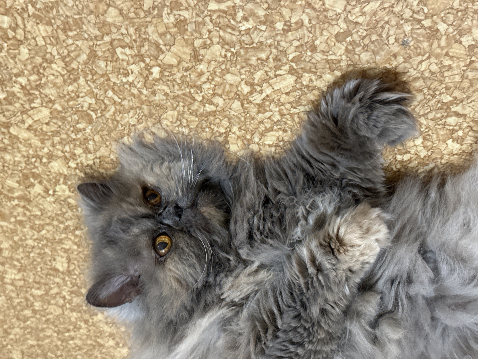 A gray long-haired cat lies on its back on a surface with a cork-like pattern. The cat's head is positioned towards the upper left corner of the frame, and its body extends towards the lower right. The cat's eyes are open, and it is looking at the camera. The location in the city of Chaikovsky, Russia is not evident from the image.