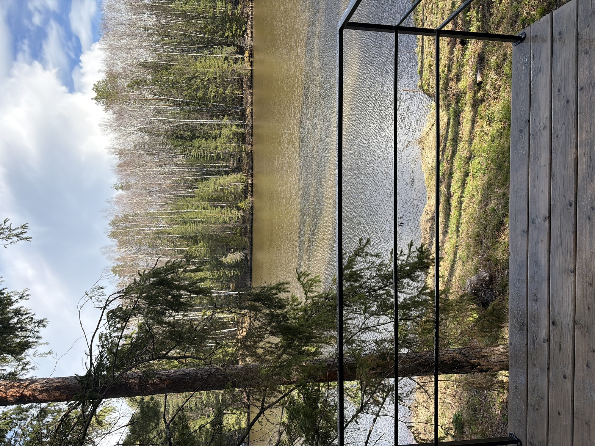 The image displays a serene natural landscape viewed from what appears to be a balcony or deck. In the immediate foreground on the right, dark wooden planks form a surface, bordered by a black metal railing that extends across the frame. A large coniferous tree, likely a pine or spruce, with a thick trunk and green branches, occupies the left foreground, partially obscuring the scene.
Beyond the railing, a calm body of water, possibly a lake or a wide river, stretches across the mid-ground. The water has a brownish-green hue and its surface shows subtle ripples, reflecting the sky and surrounding trees. On the far side of the water, a dense forest lines the opposite bank. This forest comprises a mix of tall, slender deciduous trees with light-colored, bare trunks, interspersed with darker green coniferous trees, suggesting either early spring before leaf-out or late autumn. The sky above, visible in the upper left, features patches of blue and soft white clouds.
Bright natural sunlight illuminates the scene, indicating daytime. A grassy, slightly sloped bank leading down to the water is visible beneath the railing on the right. No people or specific activities are depicted, contributing to the tranquil and natural atmosphere. The scene evokes a sense of peaceful observation of nature, consistent with a temperate climate in a location like Mishkino, Russia. No discernible text is visible.