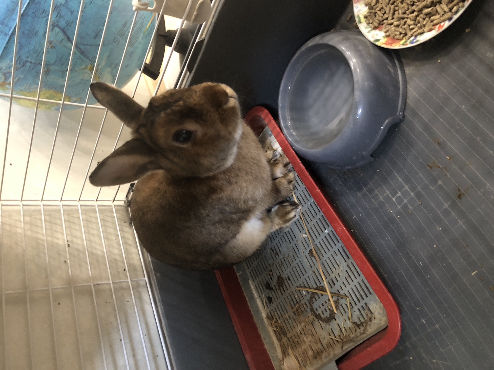 A brown rabbit is in a cage. The rabbit is sitting on a gray plastic surface with a red tray containing hay and droppings to its left. A gray bowl is to the rabbit's right, and a bowl of food pellets is to the right of the gray bowl. In the background, a blue globe is visible behind the cage bars. The cage is situated indoors.