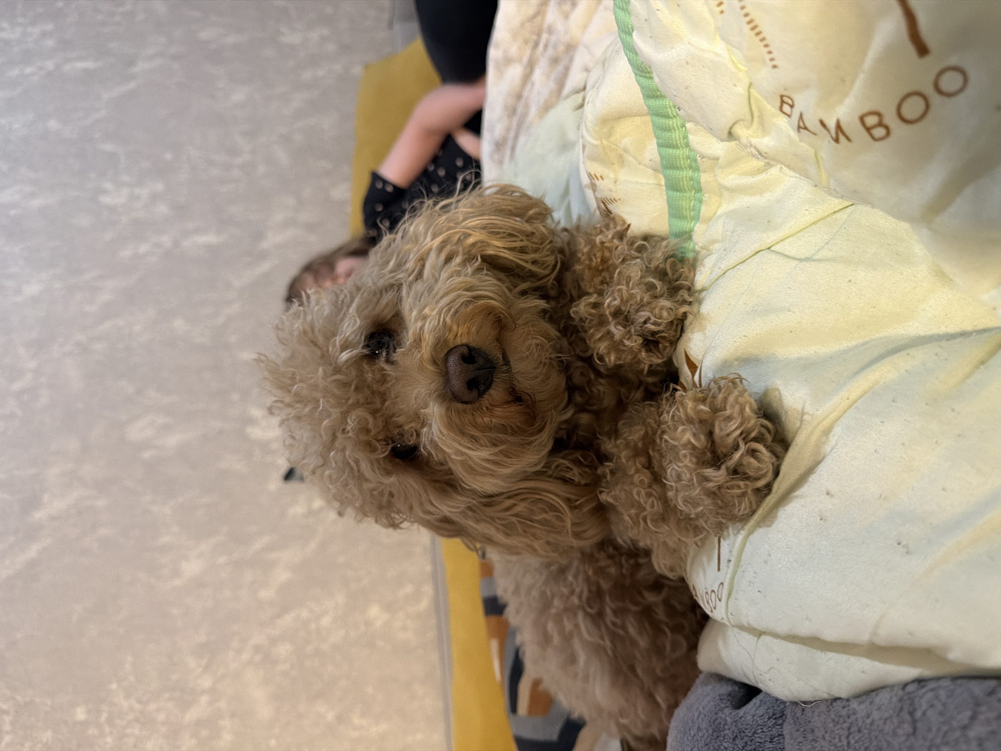 A medium-shot, eye-level, vertical photograph shows a light brown poodle lying on a bed. The dog's fur is curly and appears well-groomed. Its head is turned slightly towards the camera, and its eyes are looking forward. The dog is positioned in the foreground of the image, with its body extending towards the left side.
Behind the dog, a person is visible lying on the bed. The person's face is blurred, but their body is turned away from the camera. They are wearing a dark shirt with a pattern of white dots. The bed is covered with a light-colored comforter with a green trim along the top. There is also a pillow with a pattern of brown lettering that reads "BAMBOO" visible on the right side of the image.
The background of the image features a textured wall with a light, neutral color. To the left of the wall, a portion of a yellow headboard is visible. The overall lighting in the scene is soft and diffused, suggesting an indoor setting, possibly a bedroom. The image does not contain any elements that would allow for the identification of the city of Perm, Russia, or any specific location within it.