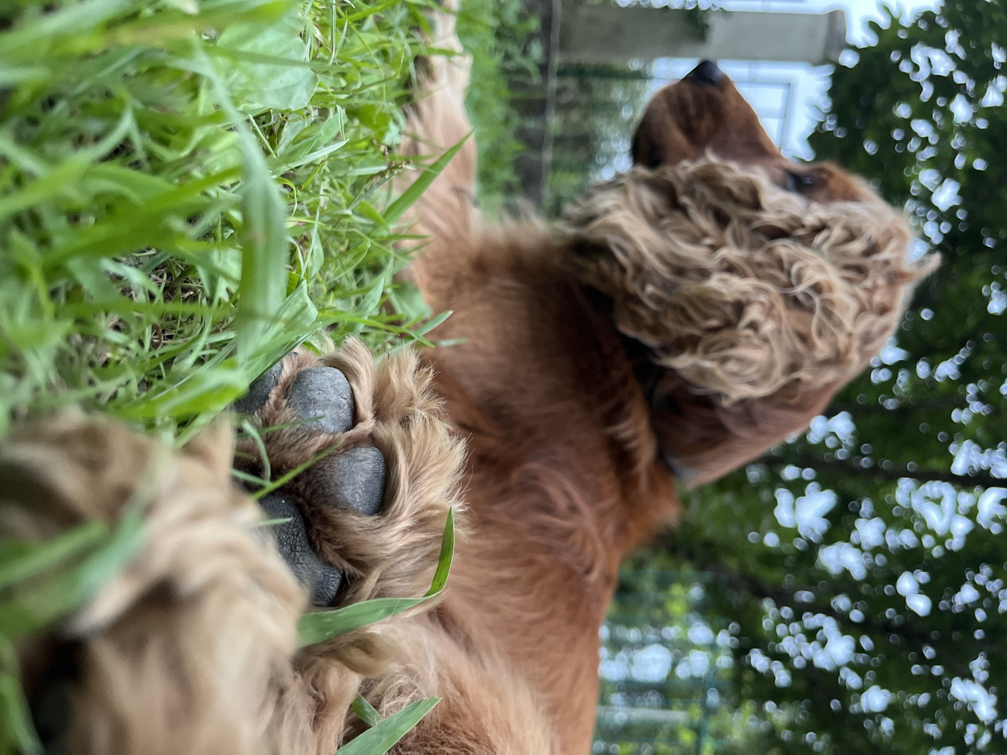 The image depicts a close-up, low-angle view of a brown-colored dog lying on lush green grass. The dog's paw is prominently in the foreground, with its dark pads clearly visible. The dog's head is turned to the left, and its curly fur is evident. The background is softly blurred, showing greenery and hints of a fence and trees, suggesting an outdoor setting, possibly a backyard or park in Ureki, Georgia. The lighting indicates it is daytime.