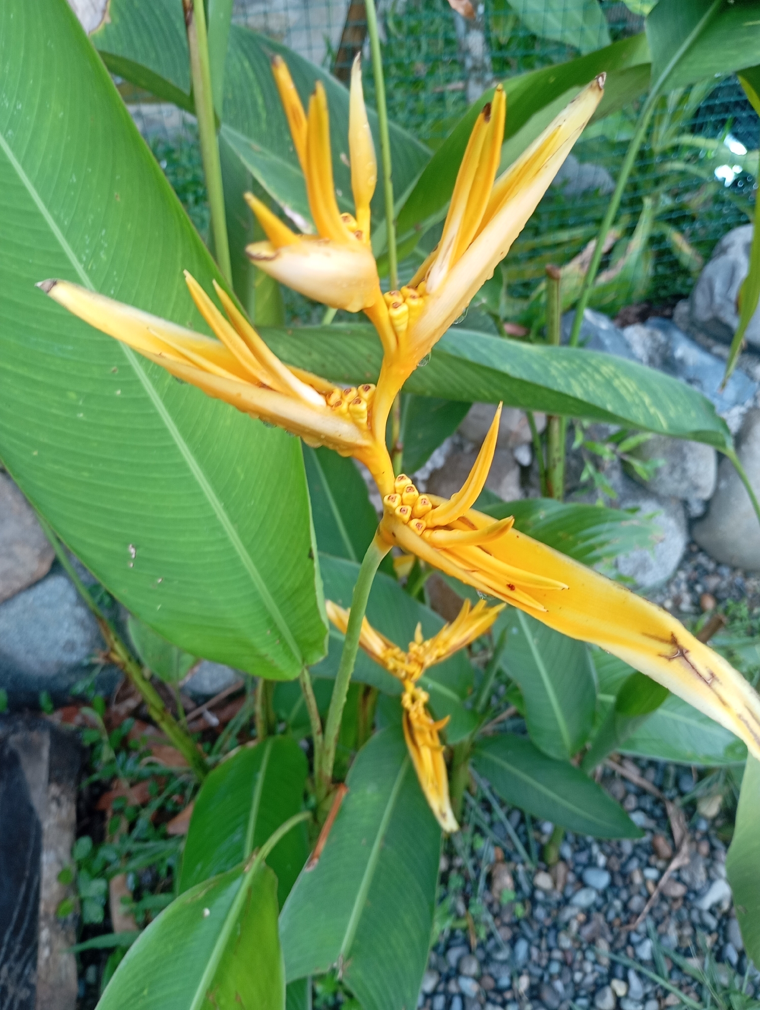 A bright yellow heliconia flower with several bracts and a cluster of small yellow flowers is in full bloom, centered in the frame. The flower stalk emerges from lush green foliage. The background consists of scattered grey stones, gravel, and more greenery, suggesting an outdoor garden setting. The image is taken in Janthobaru, Indonesia, a location characterized by tropical flora and a warm climate, conducive to the growth of such vibrant flowers.